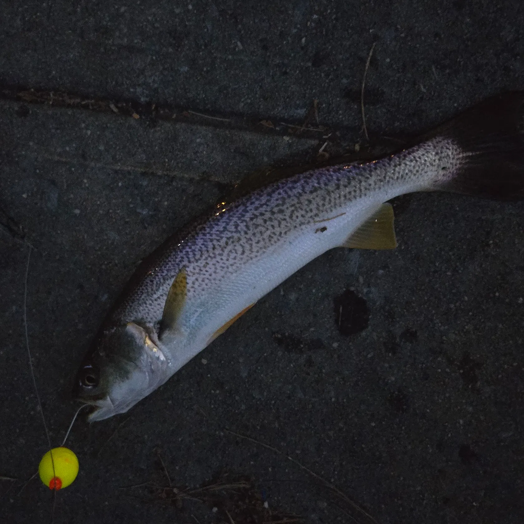 Gray weakfish caught on Fishbrain