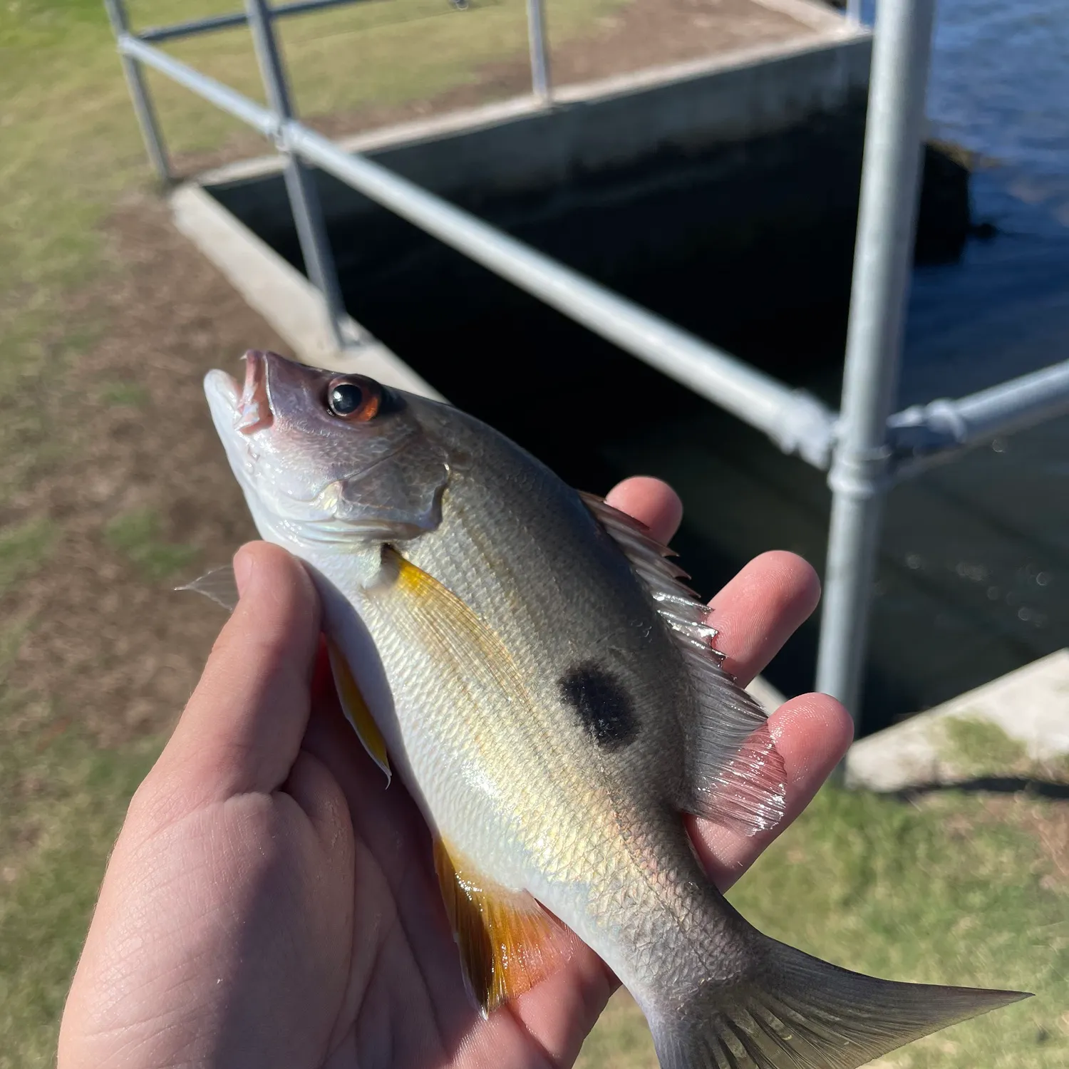 The most recent Moses perch catches on Fishbrain