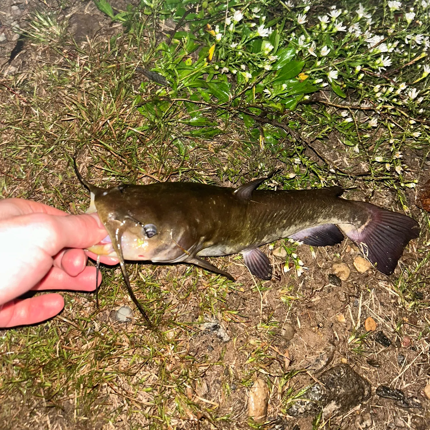 Brown bullhead caught on Fishbrain