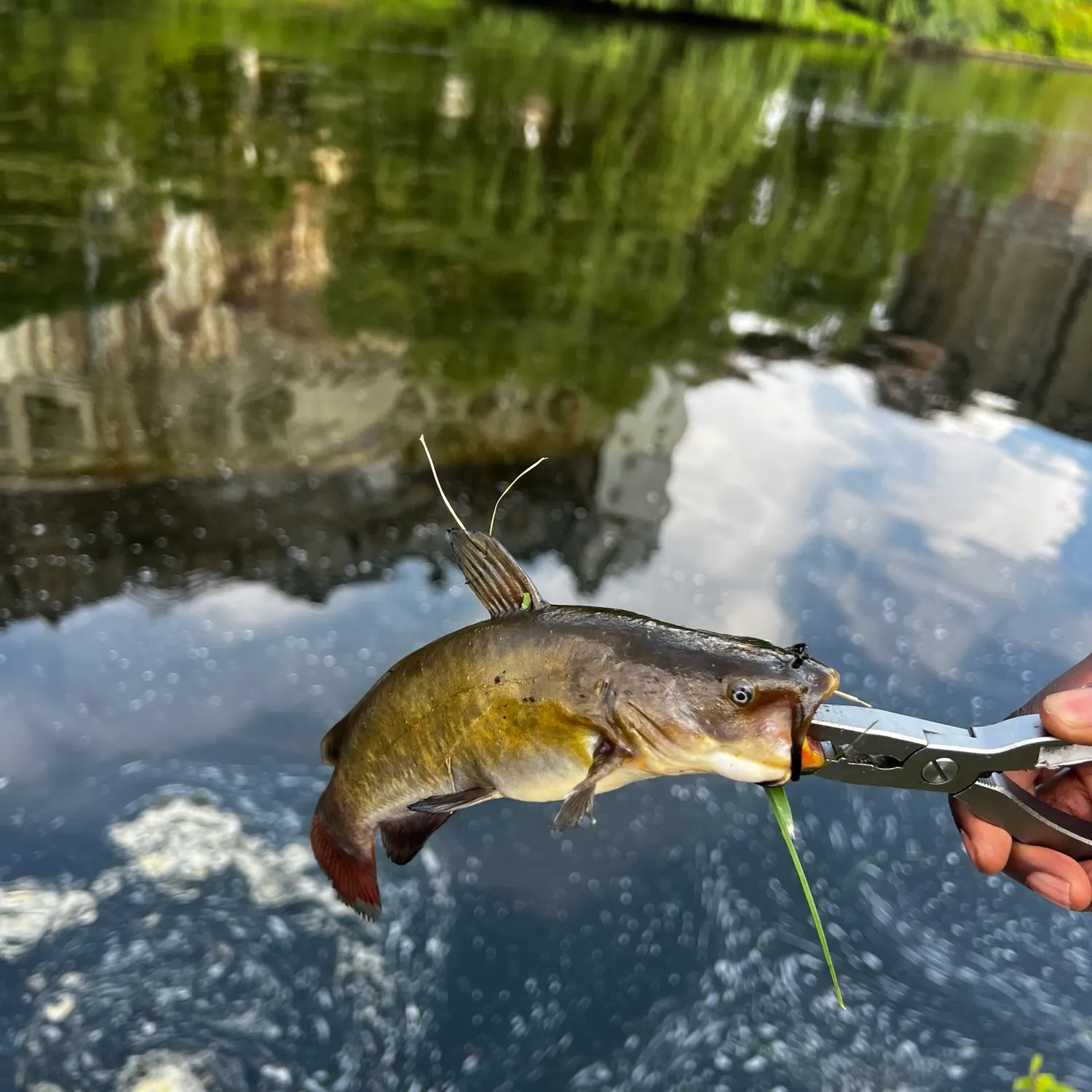 catch