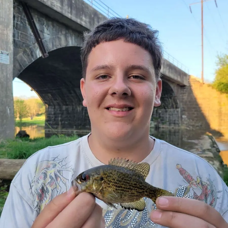 The most recent Rock bass catches on Fishbrain