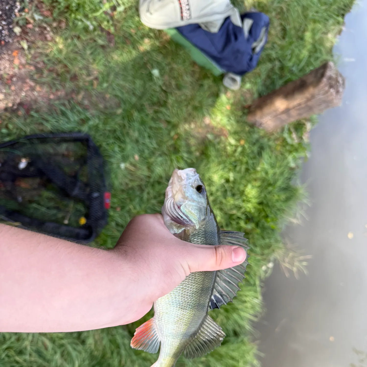 European perch caught on Fishbrain