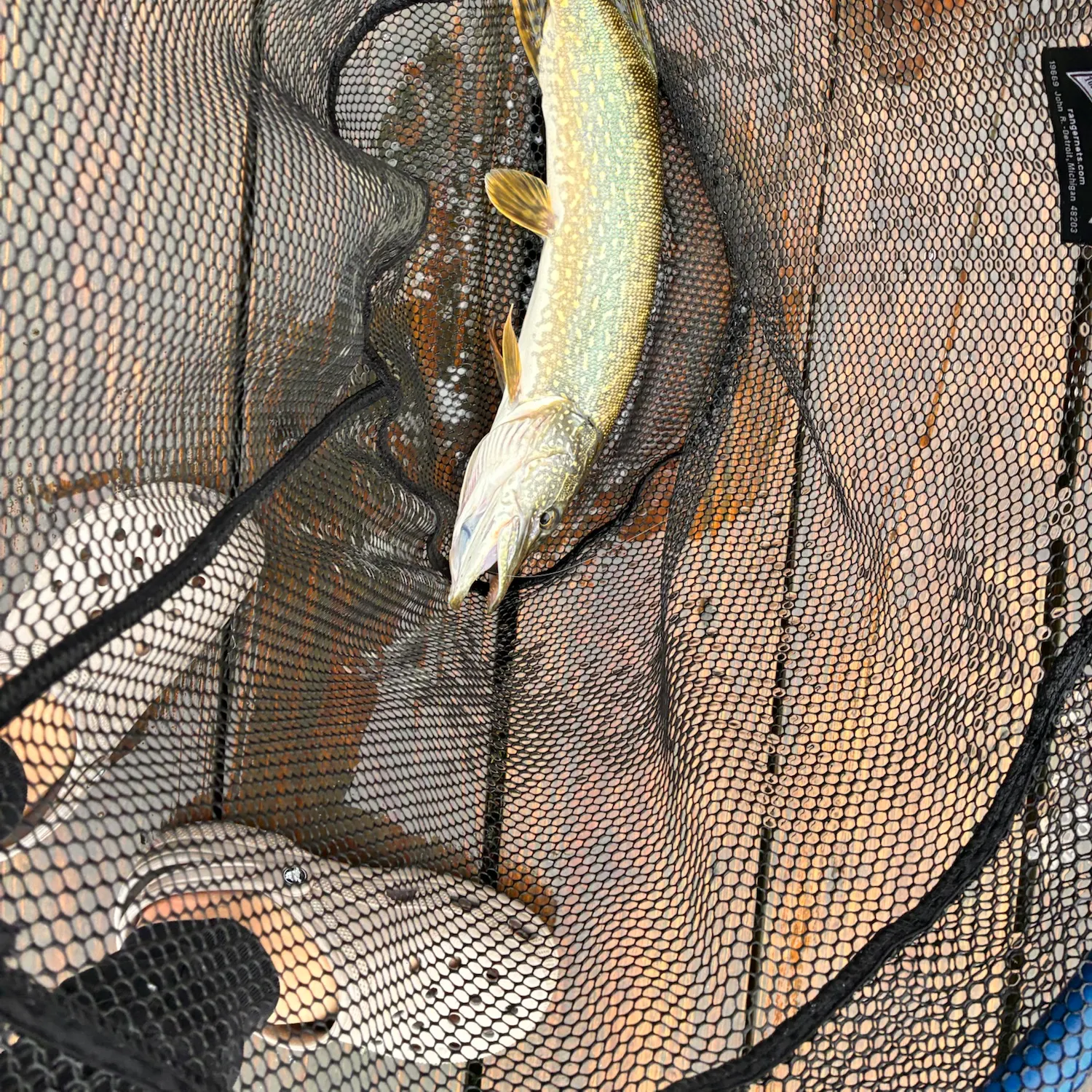 Northern pike caught on Fishbrain