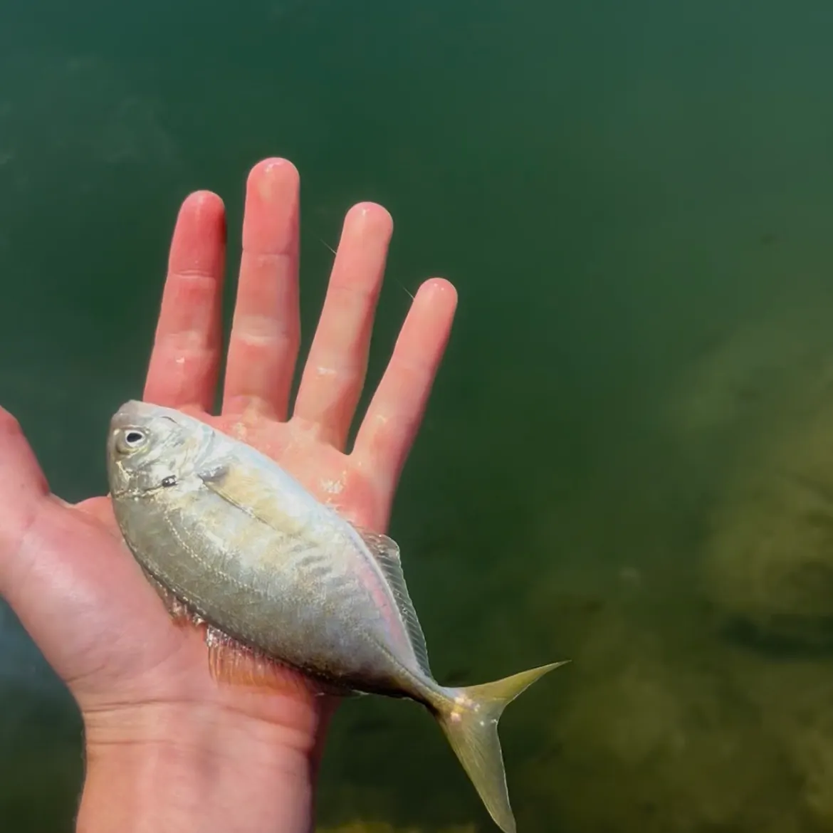 The most recent White trevally catches on Fishbrain