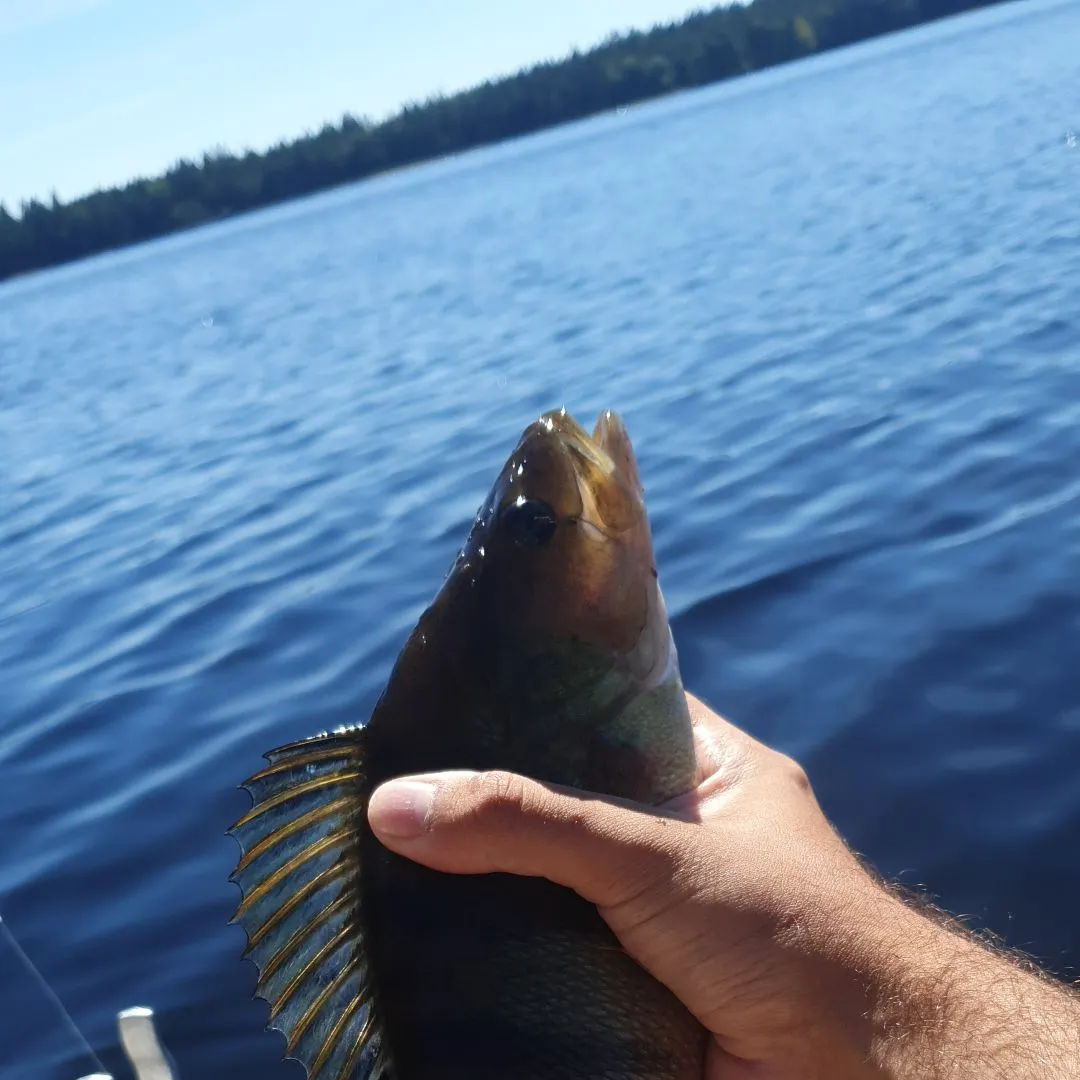 European perch caught on Fishbrain