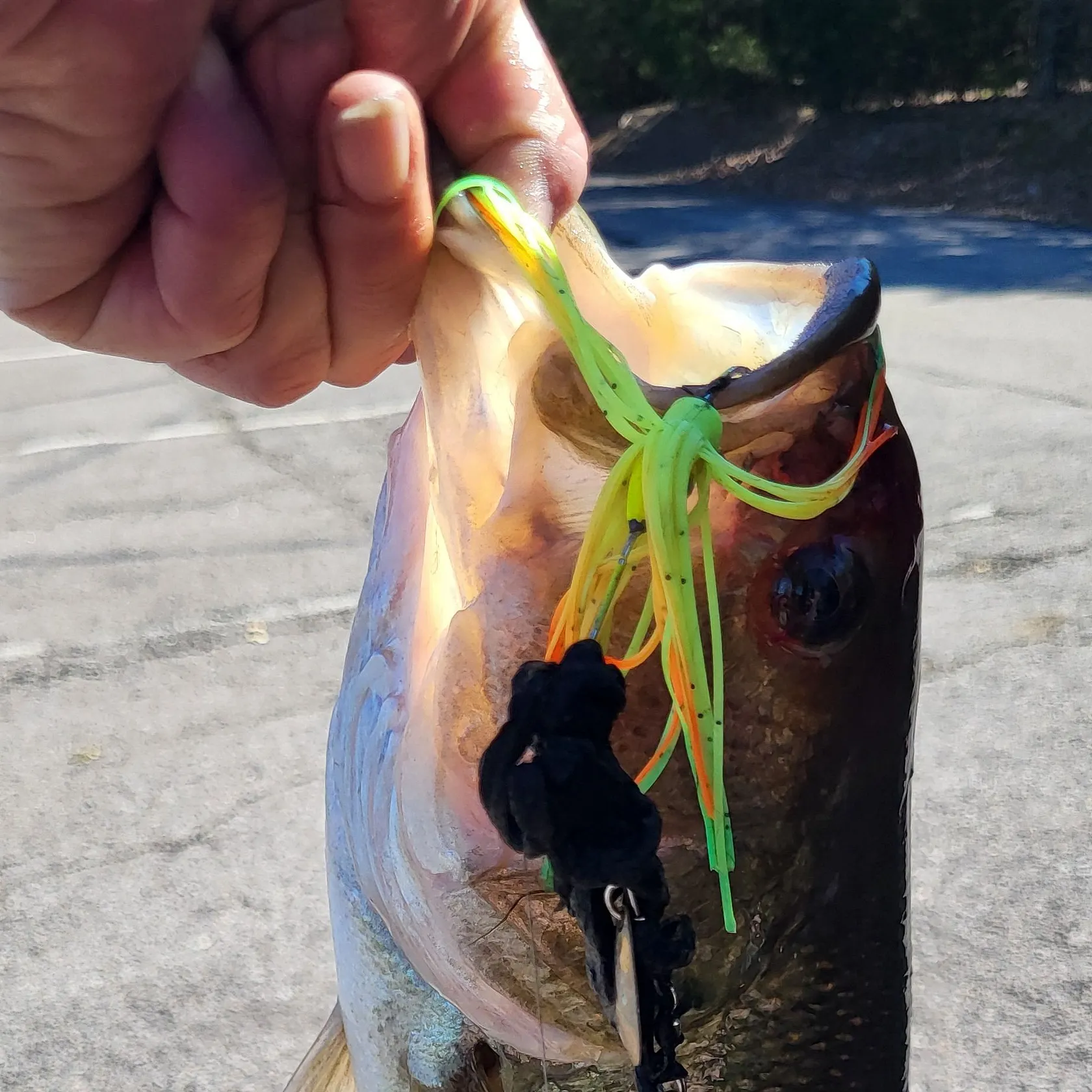Spotted bass caught on Fishbrain