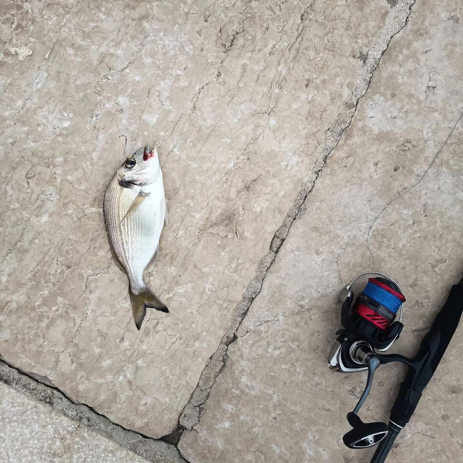 Gilthead seabream caught on Fishbrain