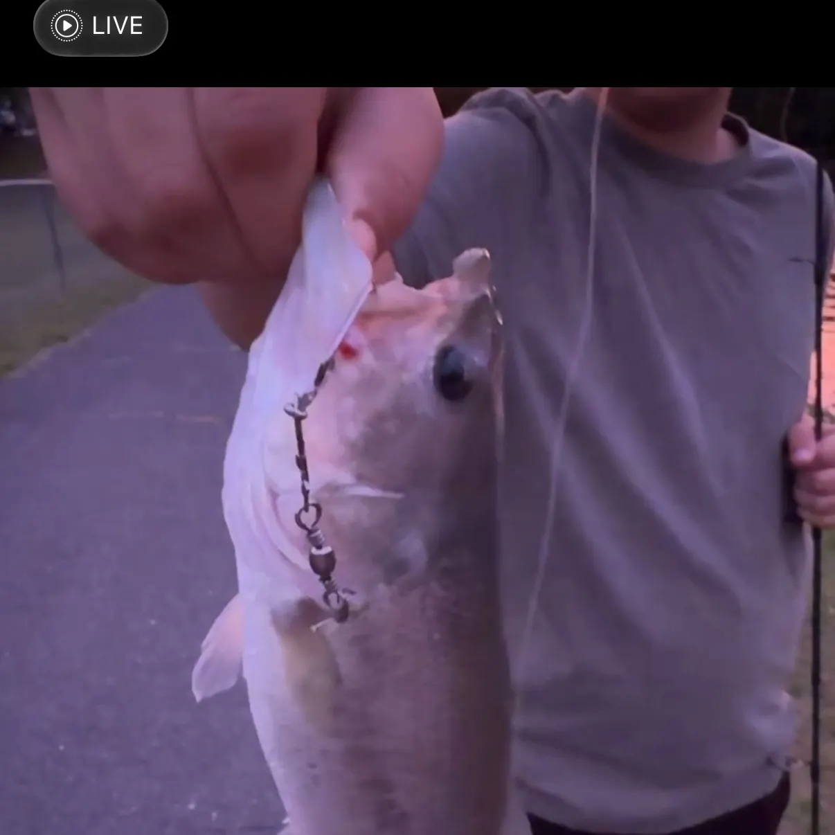 Largemouth bass caught on Fishbrain
