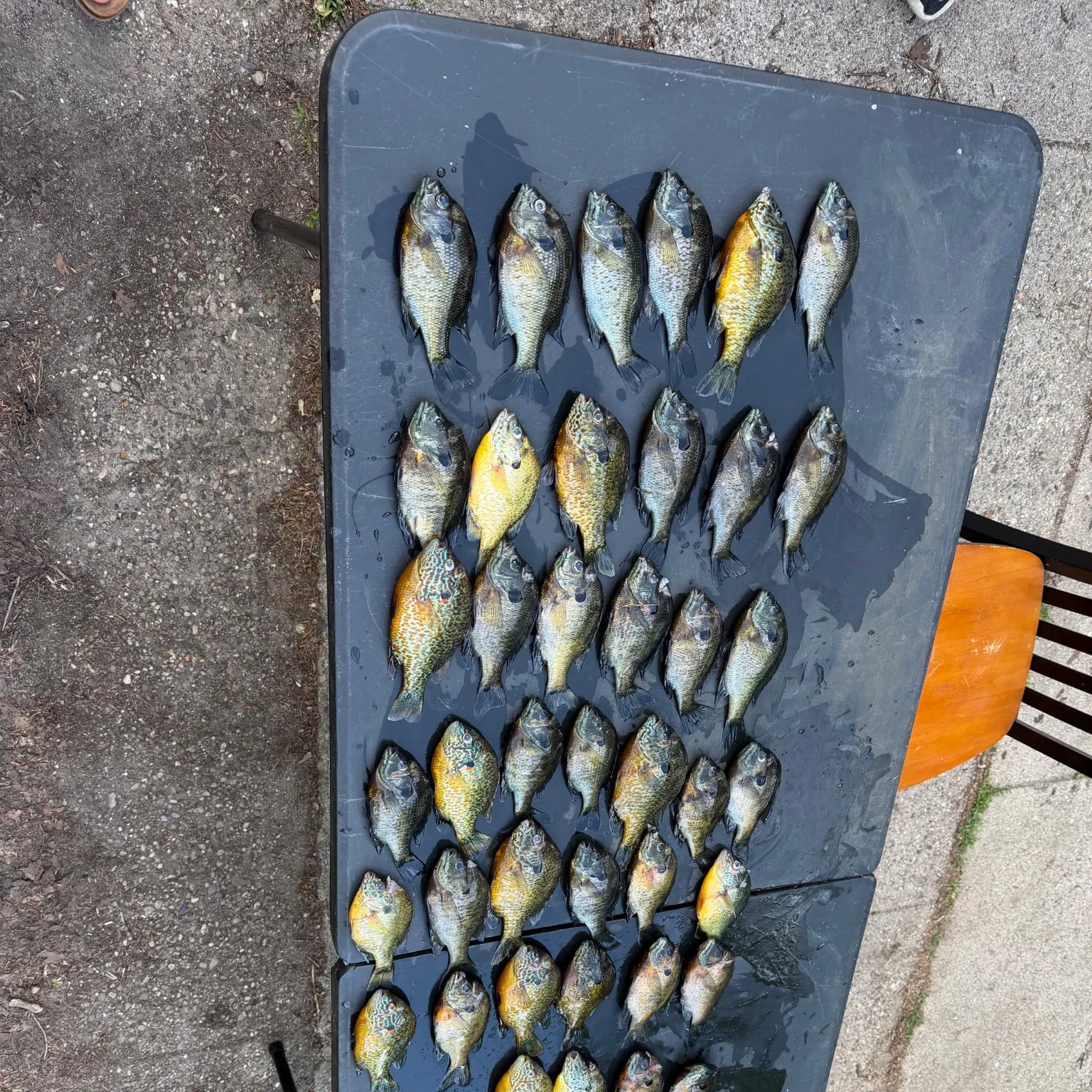 recently logged catches