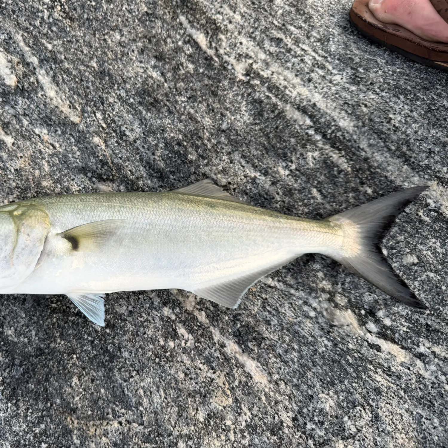 Bluefish caught on Fishbrain