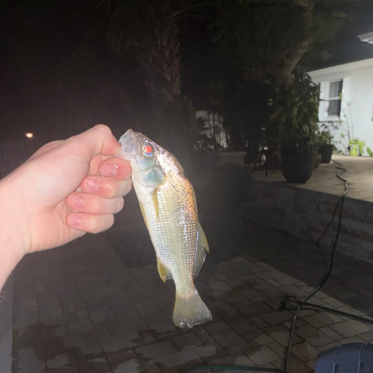 The most recent Silver perch catches on Fishbrain