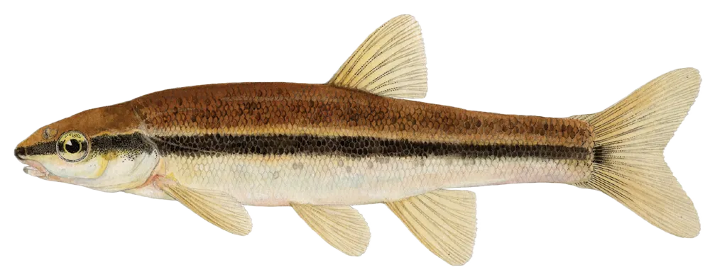 Eastern blacknose dace