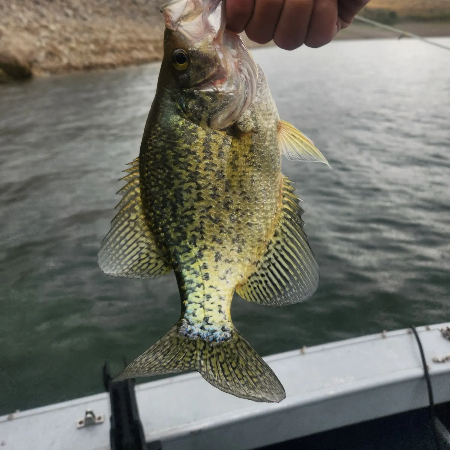 Black crappie caught on Fishbrain