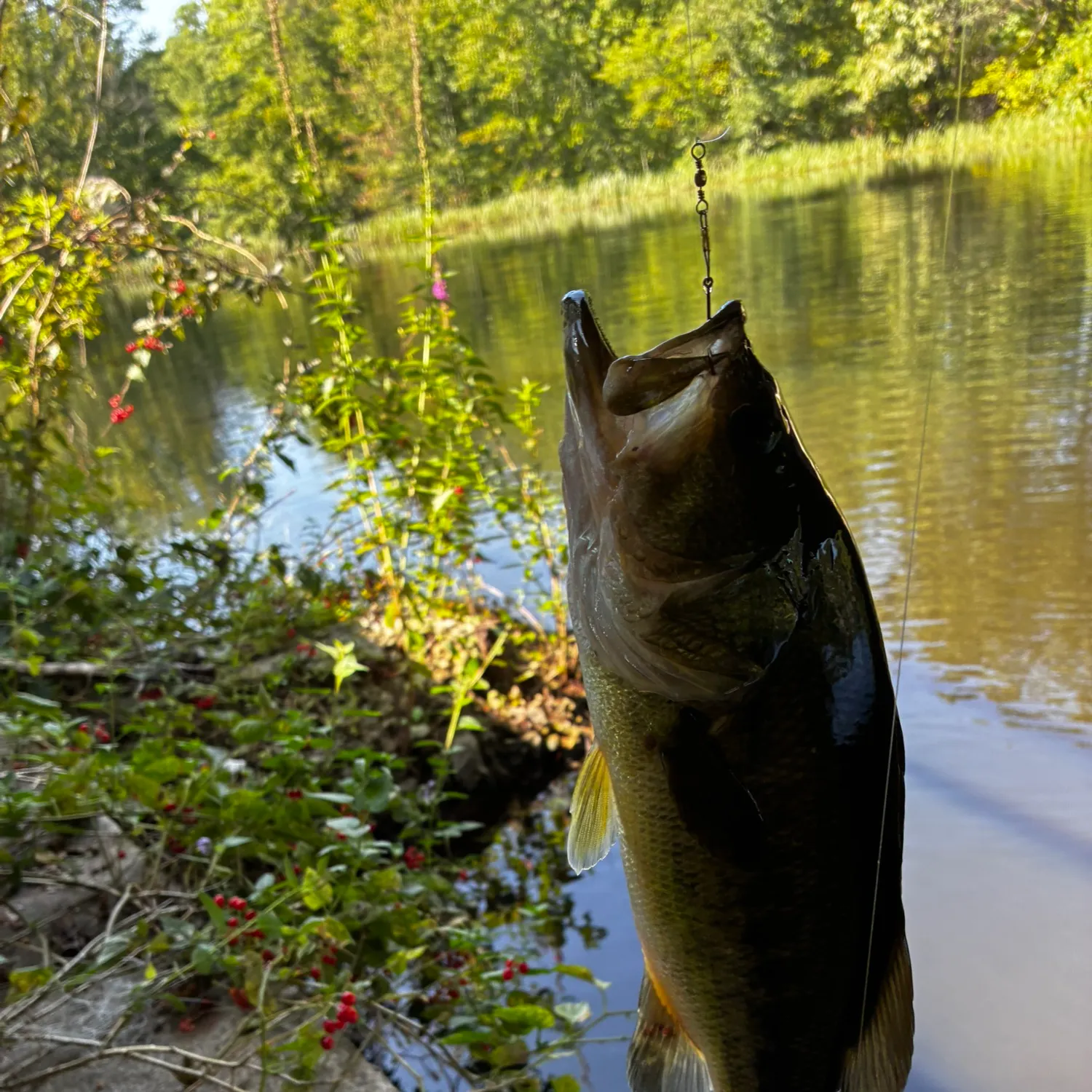 Largemouth bass caught on Fishbrain