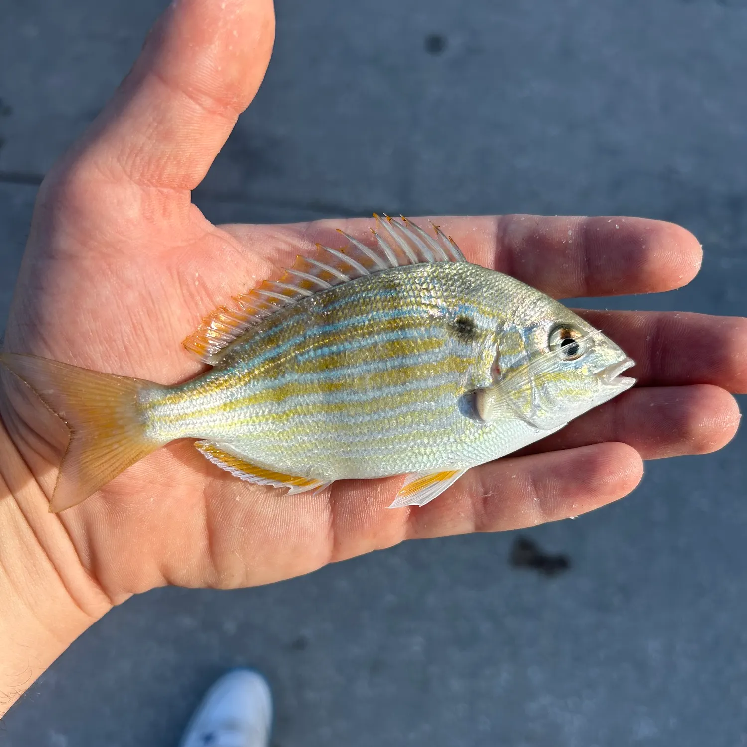 Pinfish caught on Fishbrain