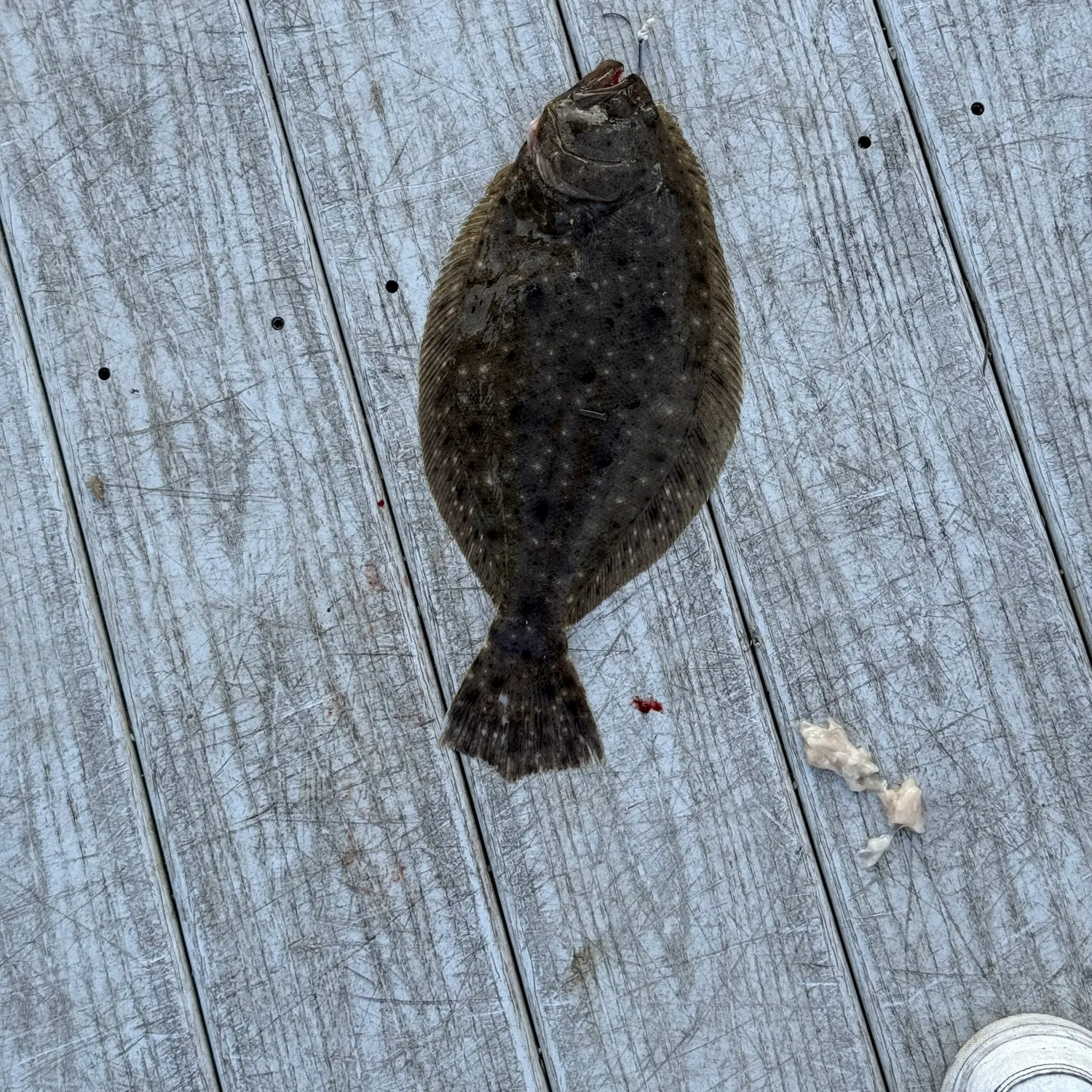 Summer flounder caught on Fishbrain