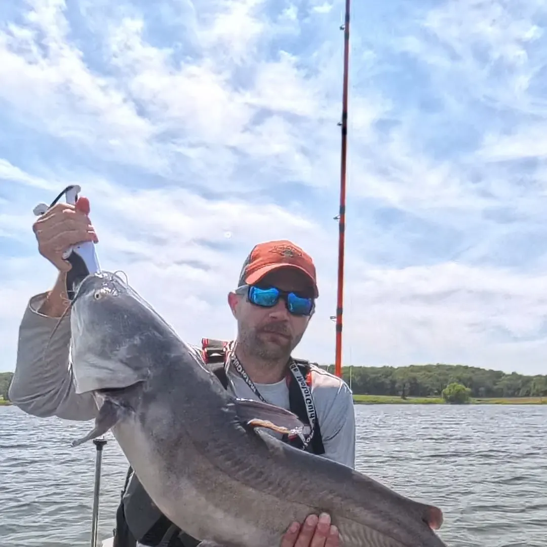 Blue catfish caught on Fishbrain