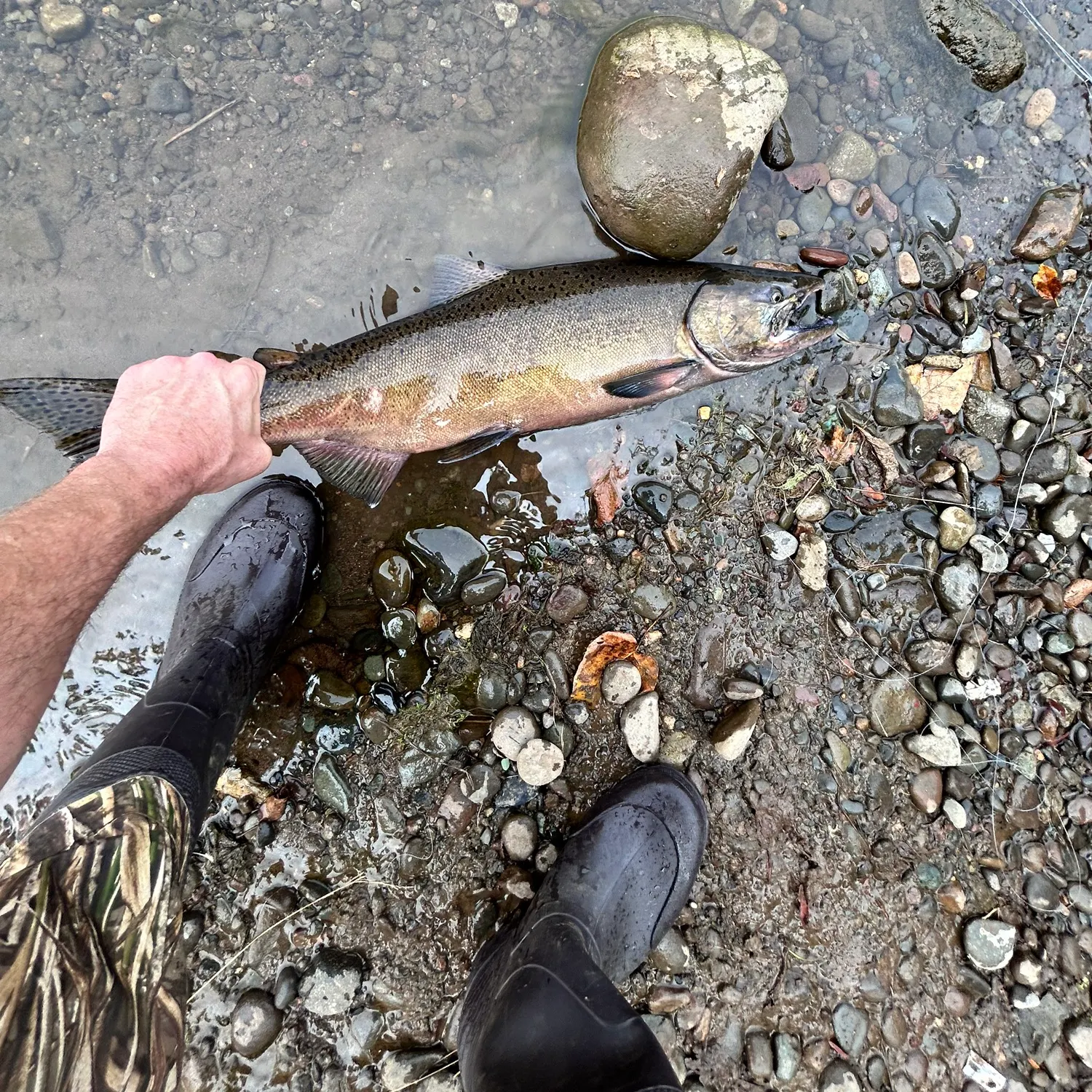 The most recent Chinook salmon catches on Fishbrain