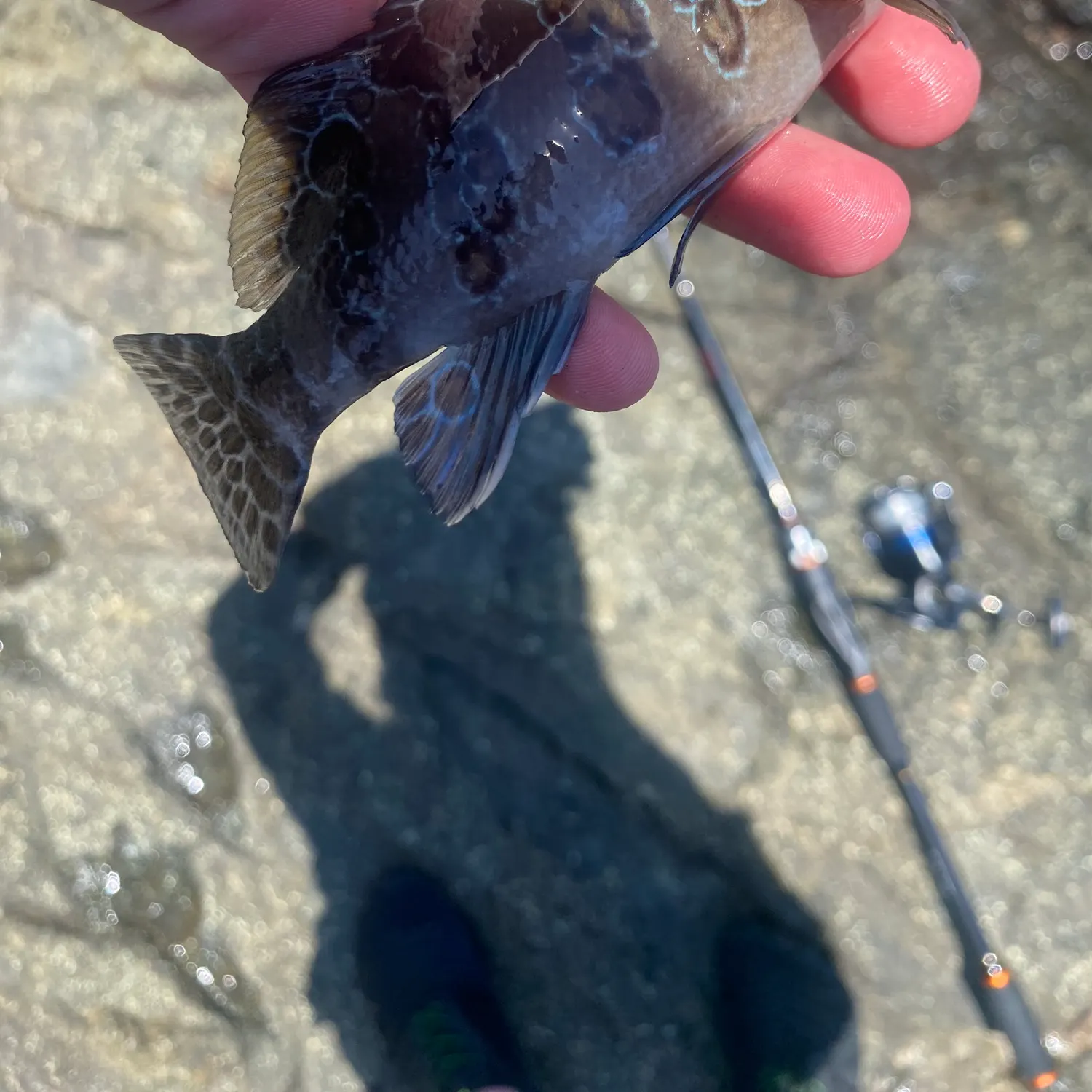 The most recent Giant hawkfish catches on Fishbrain