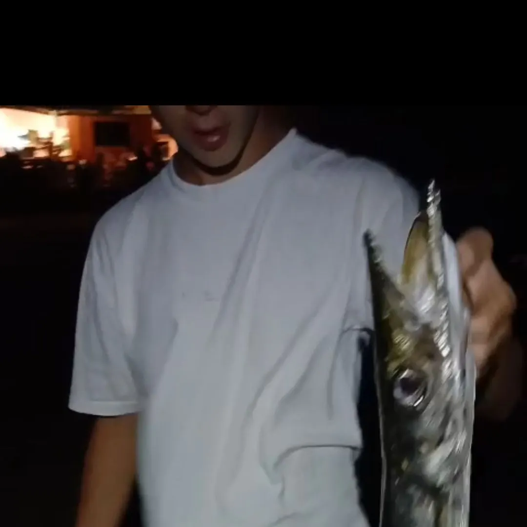 The most recent European barracuda catches on Fishbrain