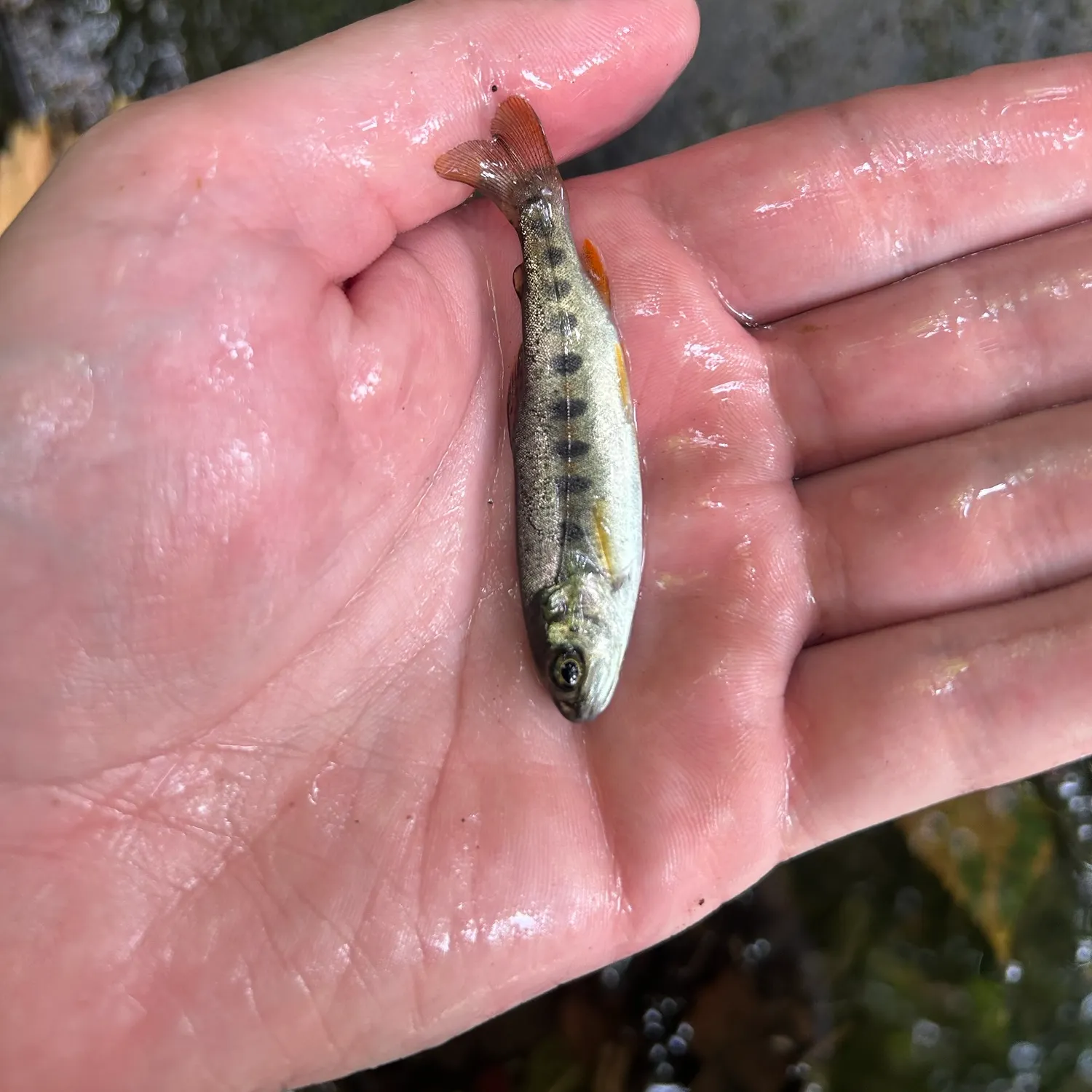 Rainbow trout caught on Fishbrain