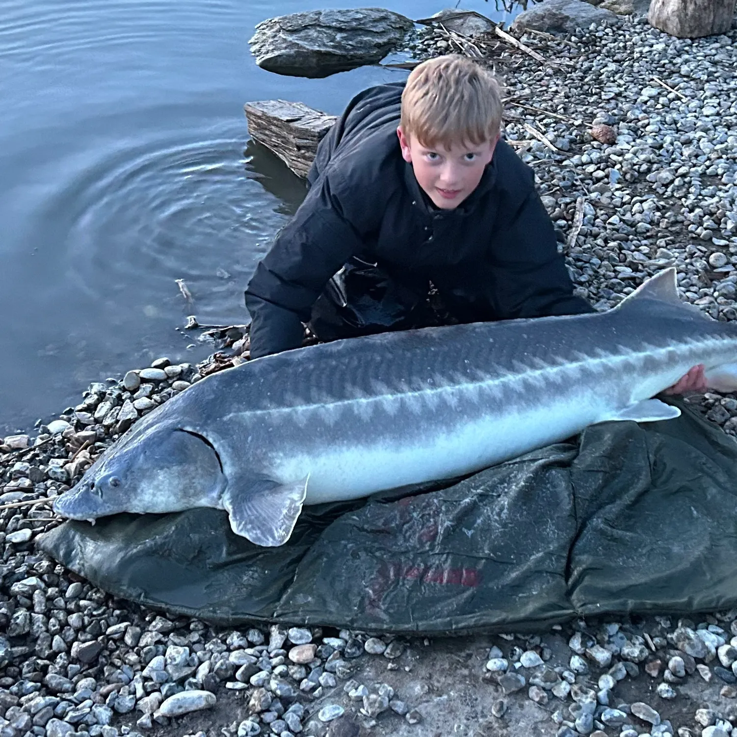 The most recent Russian sturgeon catches on Fishbrain