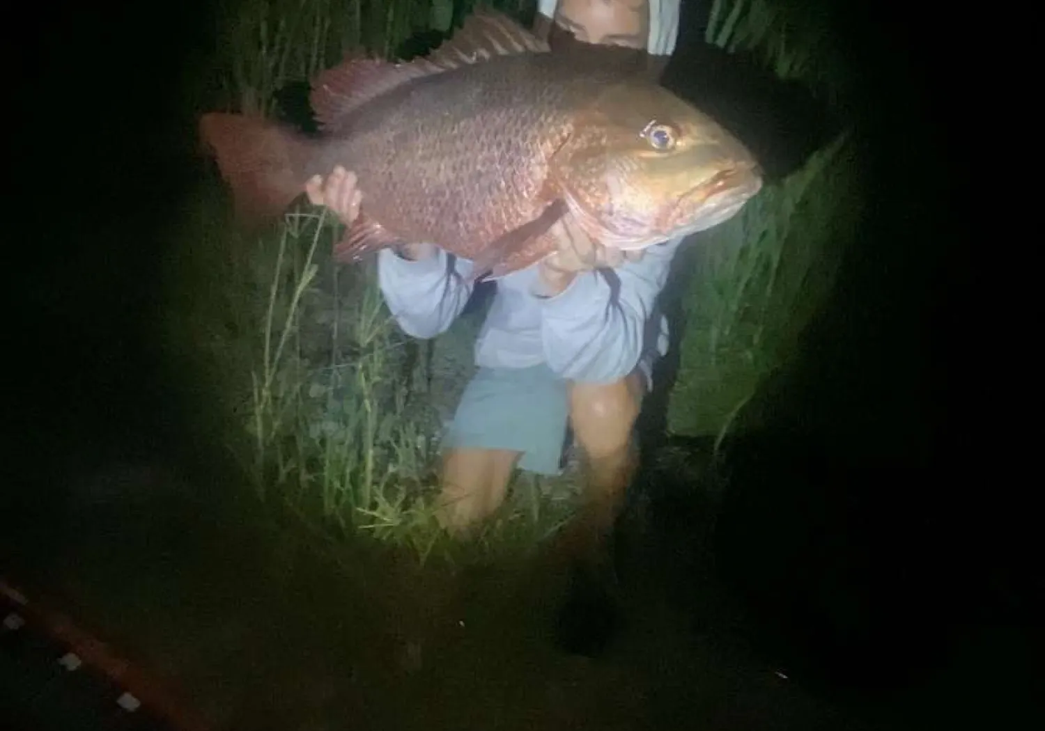 Mangrove red snapper