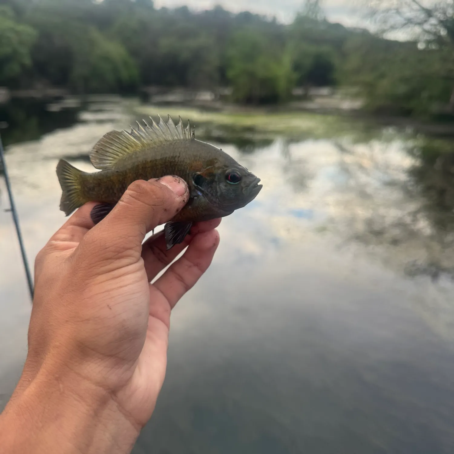 The most recent Redspotted sunfish catches on Fishbrain