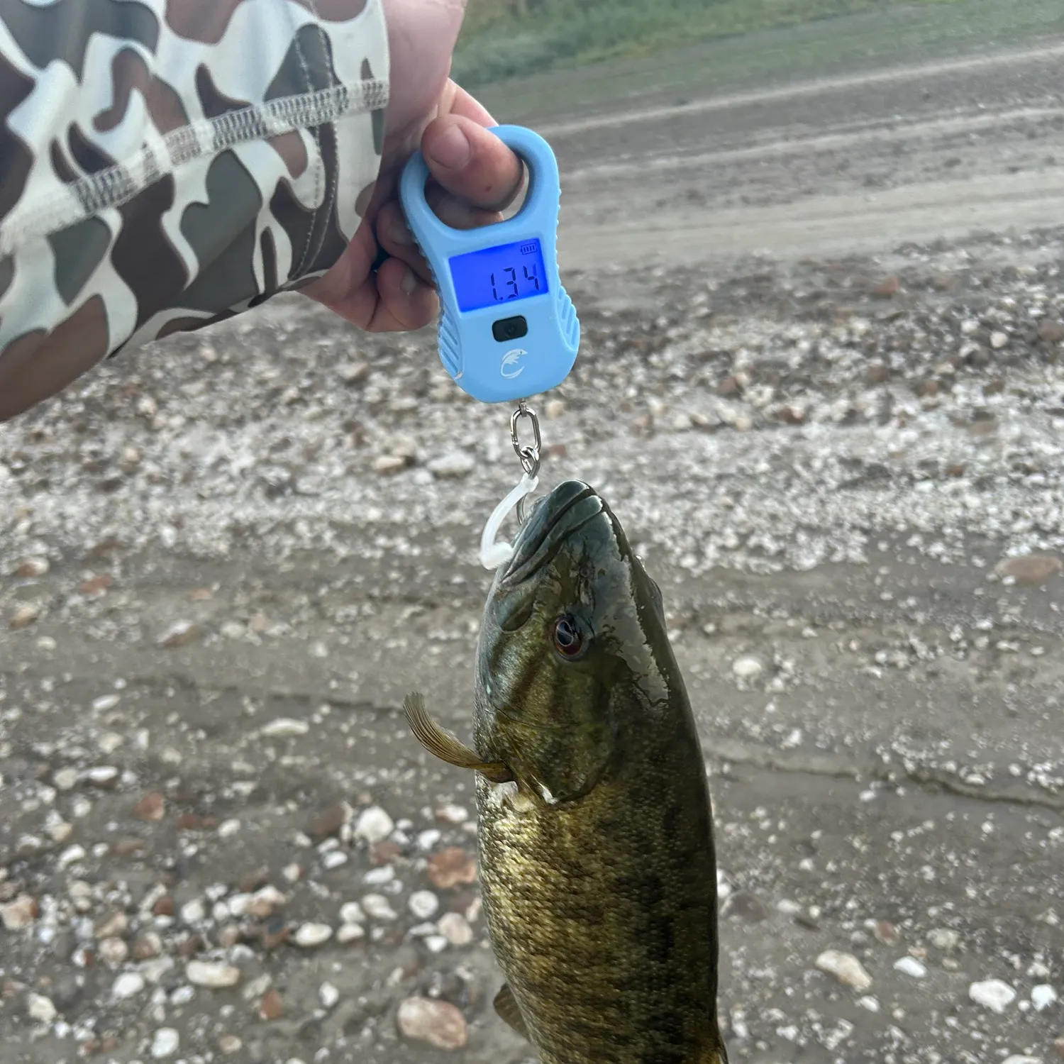 Smallmouth bass caught on Fishbrain