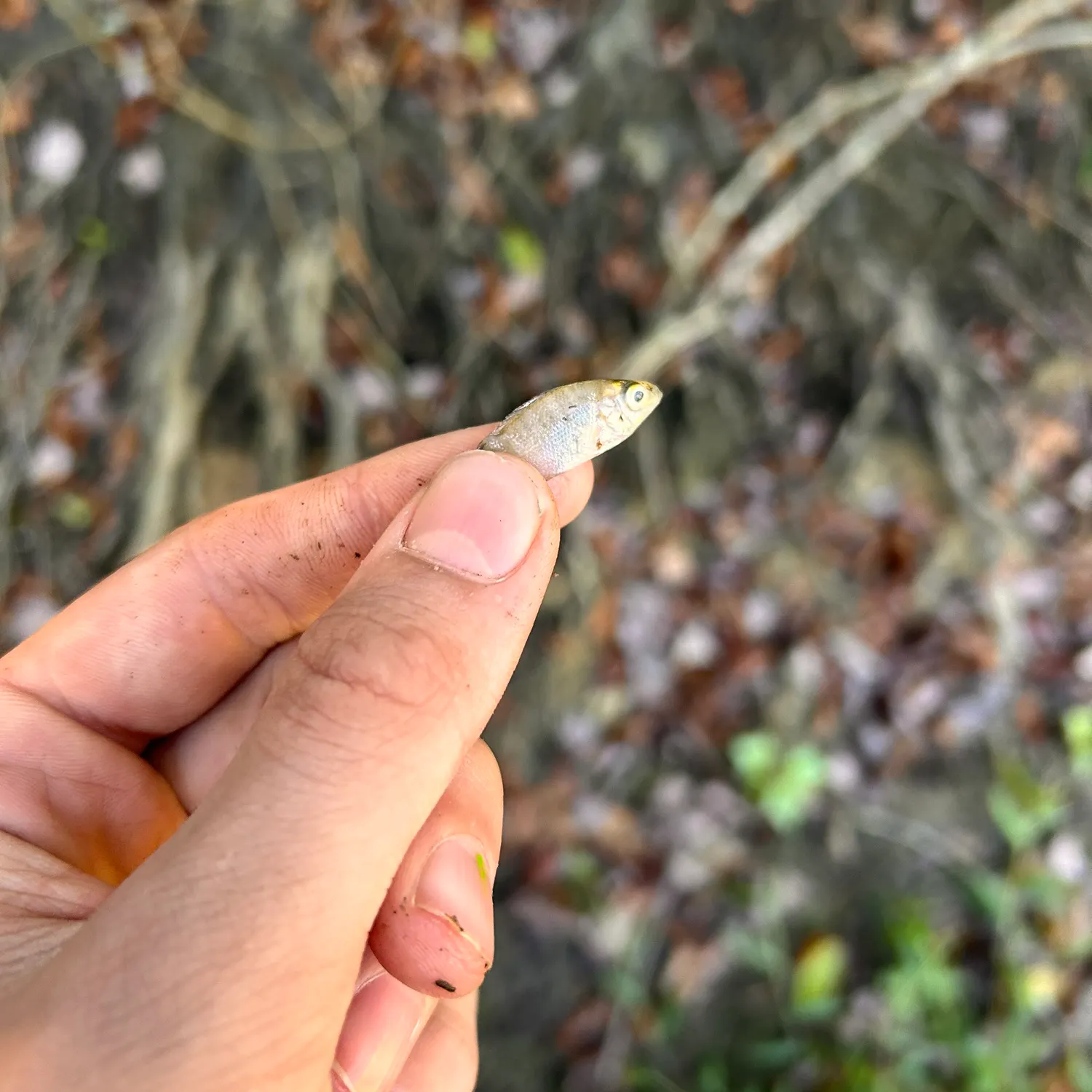 The most recent Eastern mosquitofish catches on Fishbrain