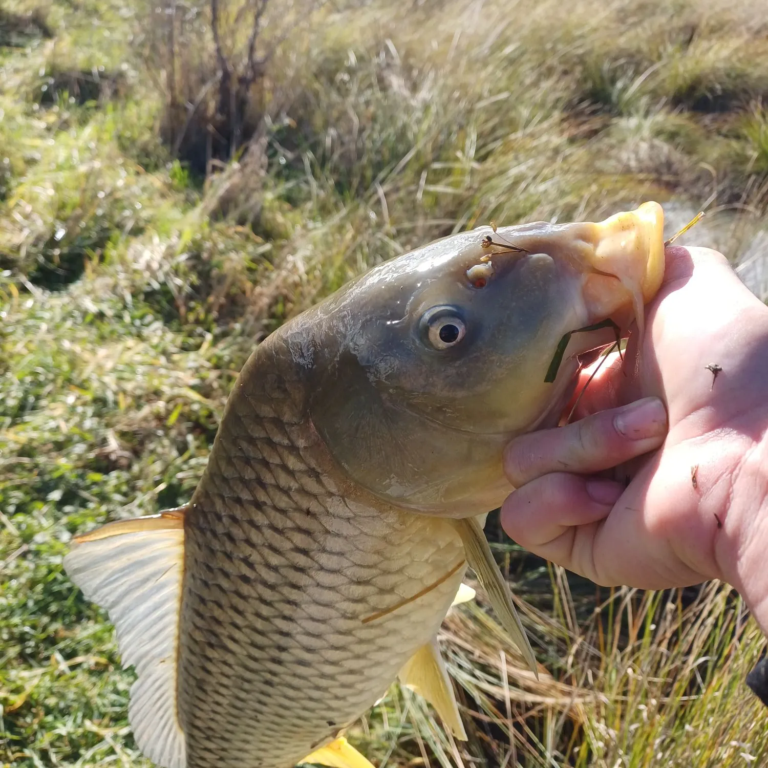 Common carp caught on Fishbrain