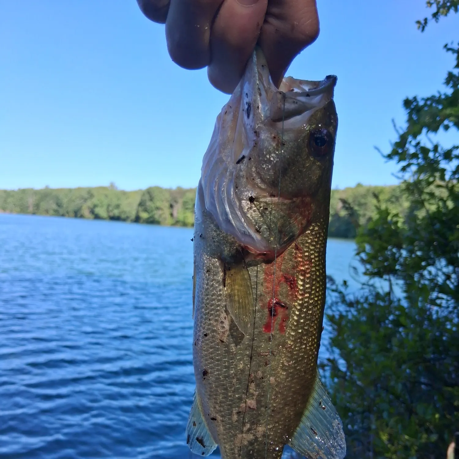 Largemouth bass caught on Fishbrain