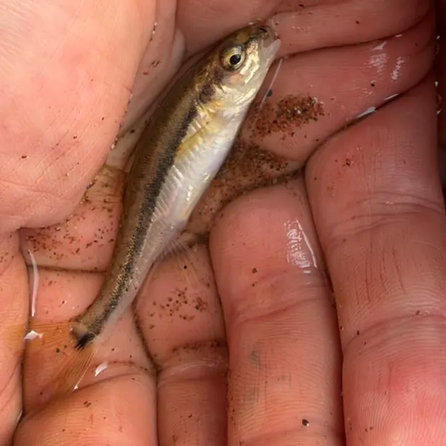 Eurasian minnow caught on Fishbrain