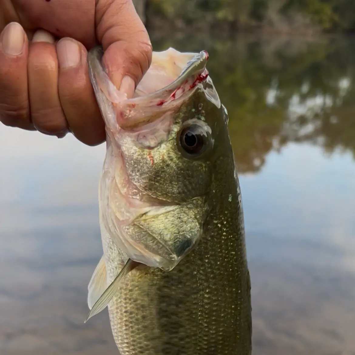 Largemouth bass caught on Fishbrain