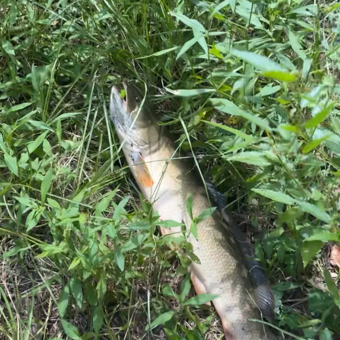 The most recent Eyetail bowfin catches on Fishbrain