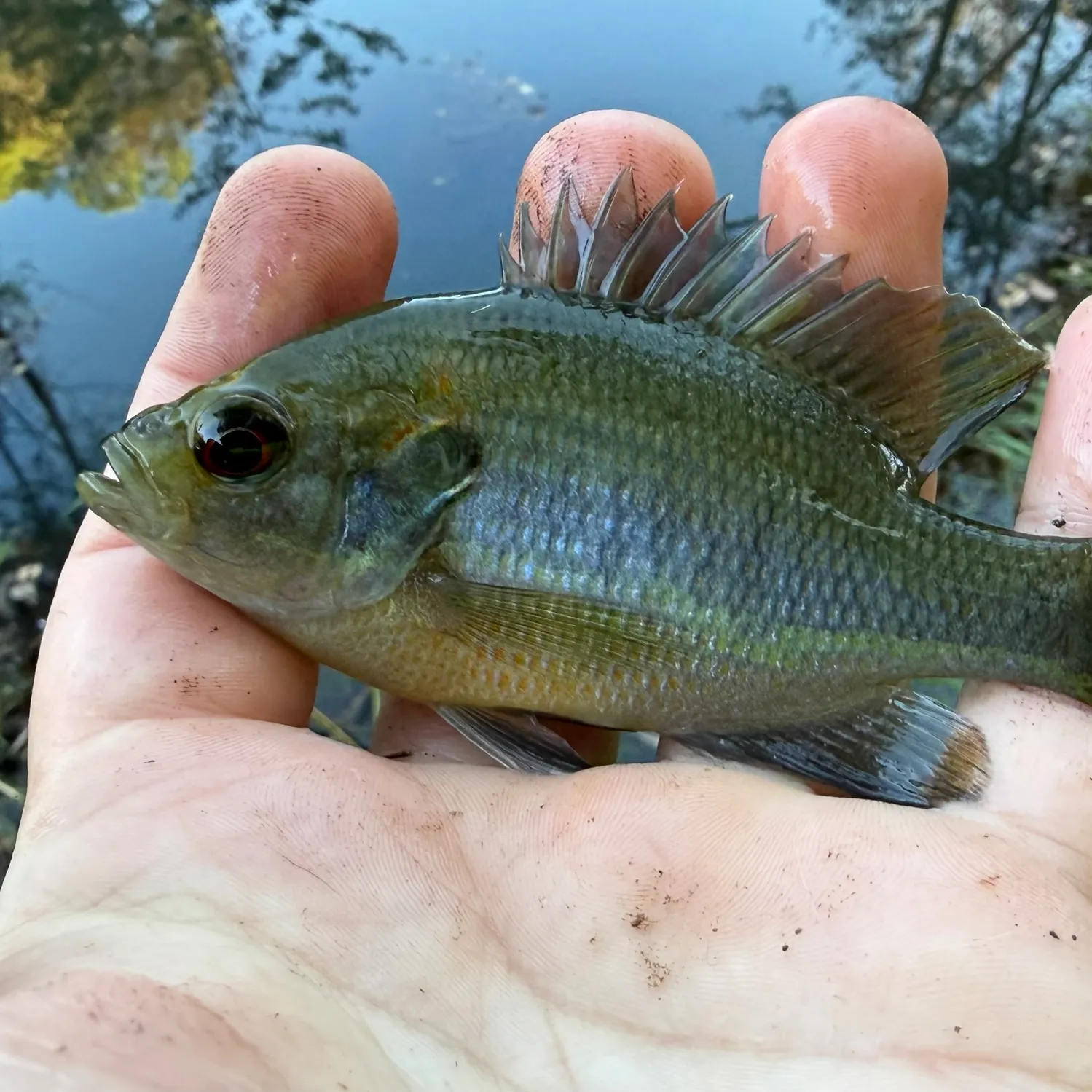 The most recent Redspotted sunfish catches on Fishbrain