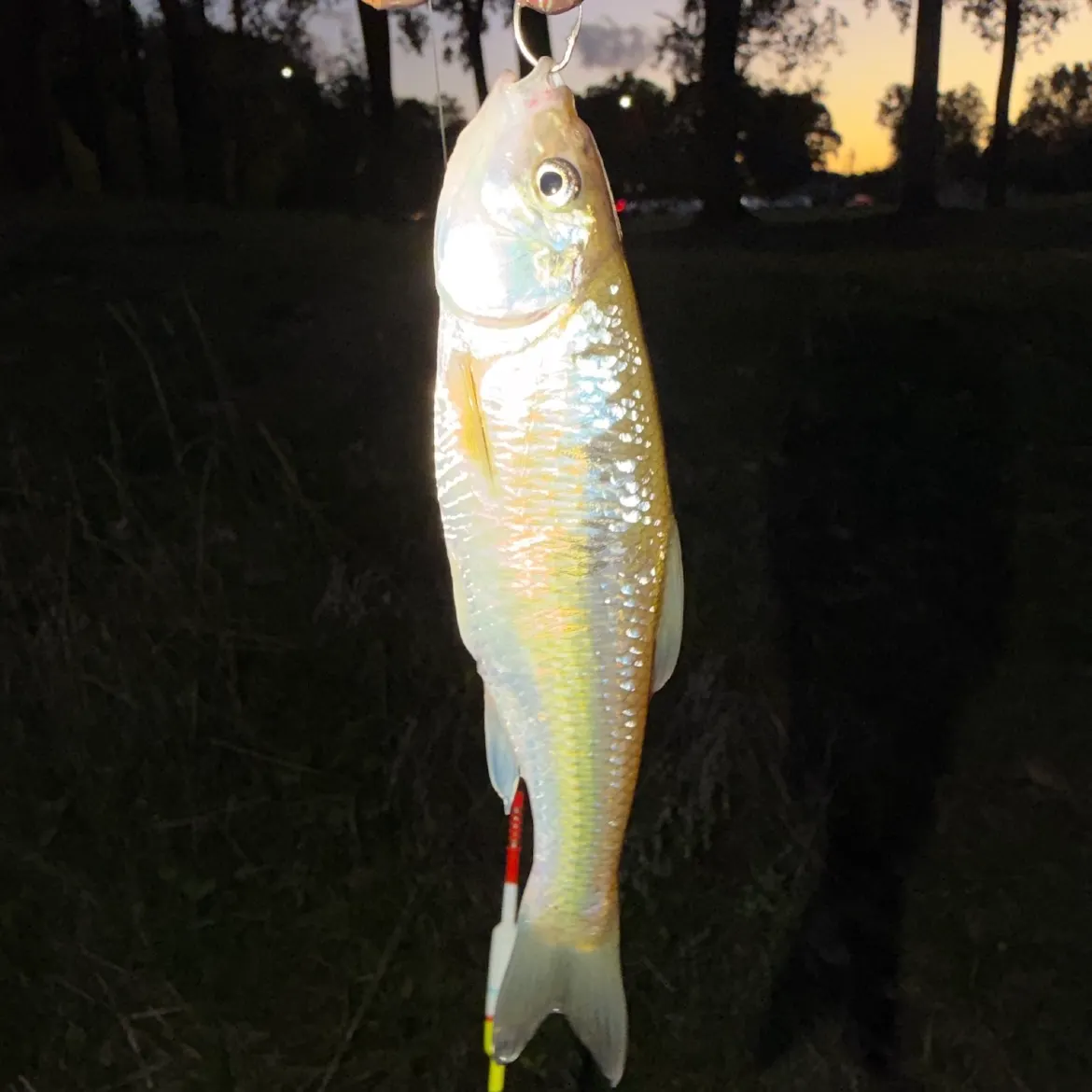 Common shiner caught on Fishbrain