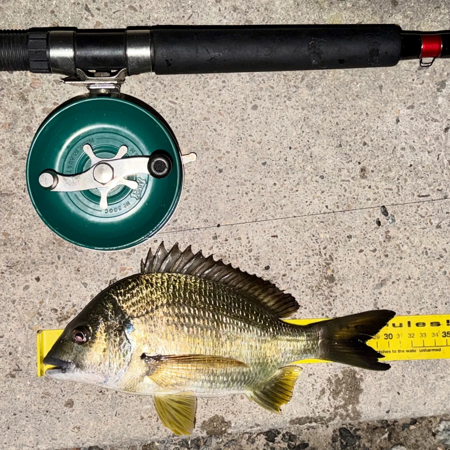Surf bream caught on Fishbrain