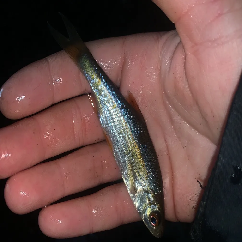 Common roach caught on Fishbrain