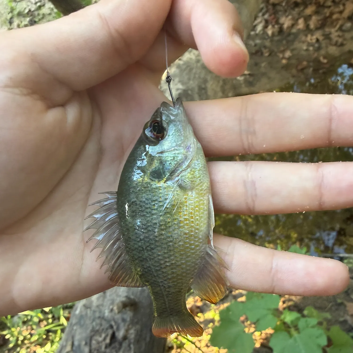 Redspotted sunfish caught on Fishbrain