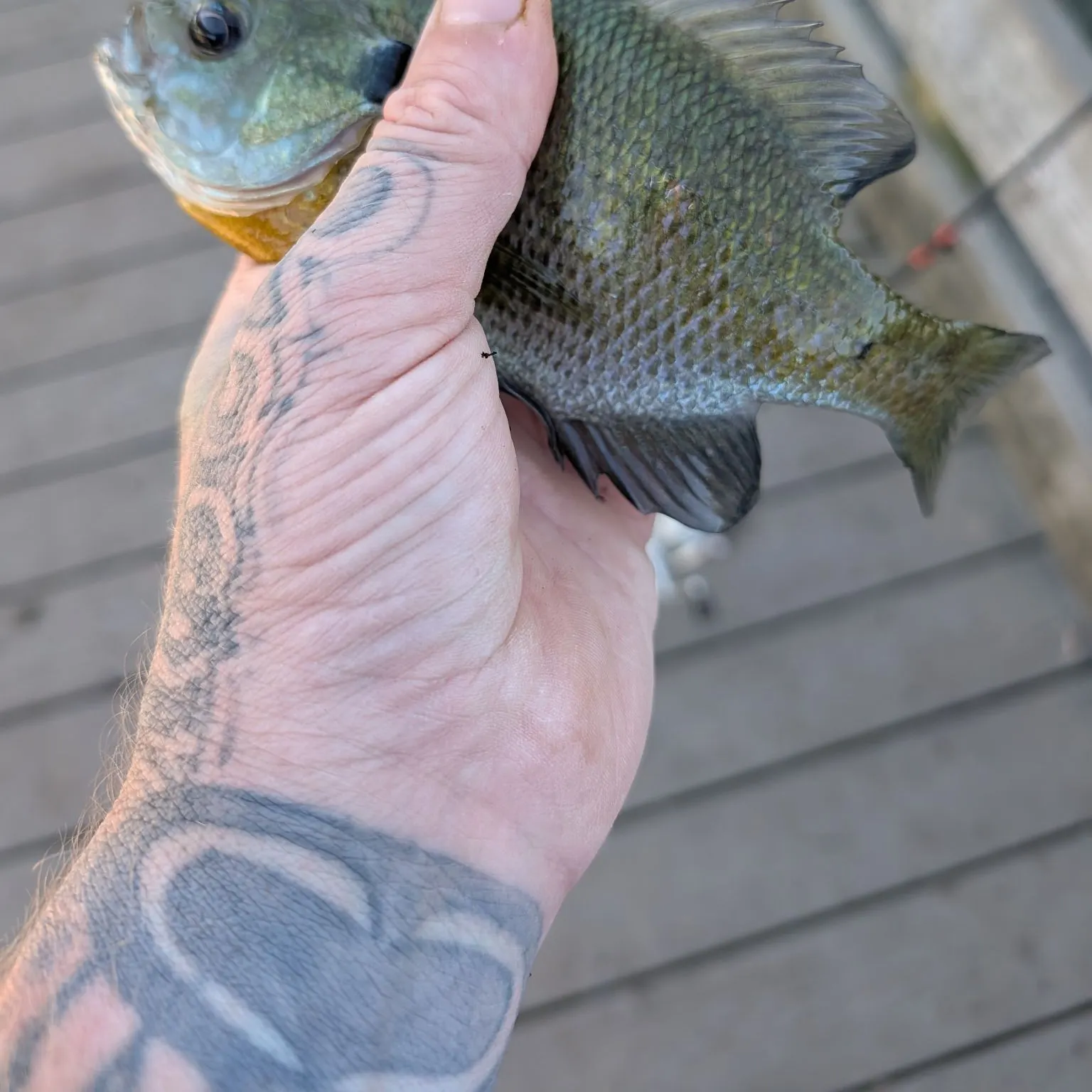 Bluegill caught on Fishbrain