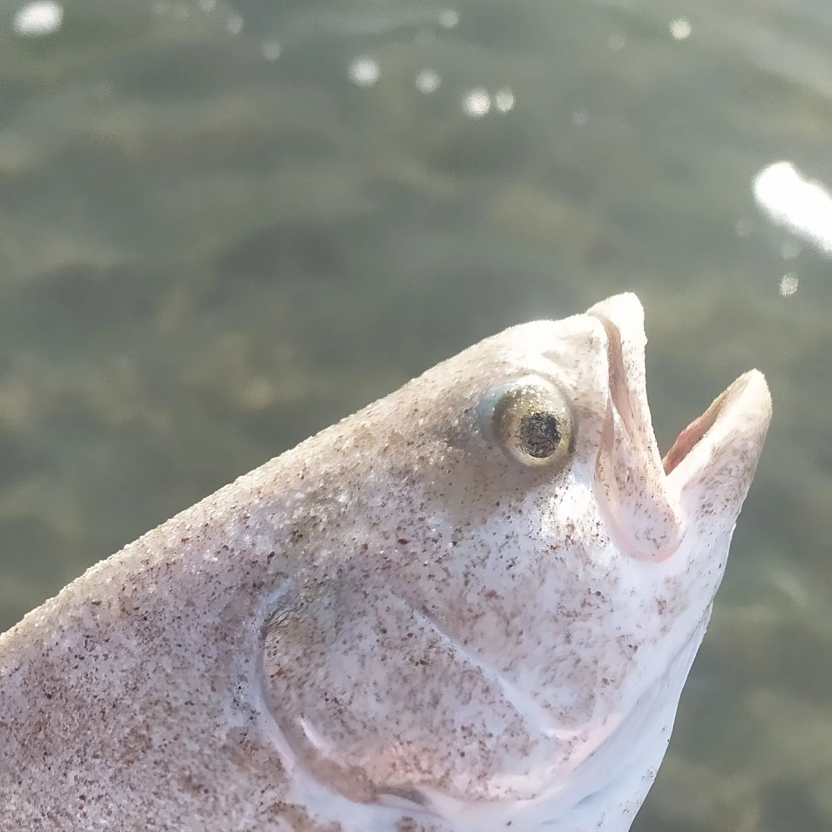 The most recent Leerfish catches on Fishbrain