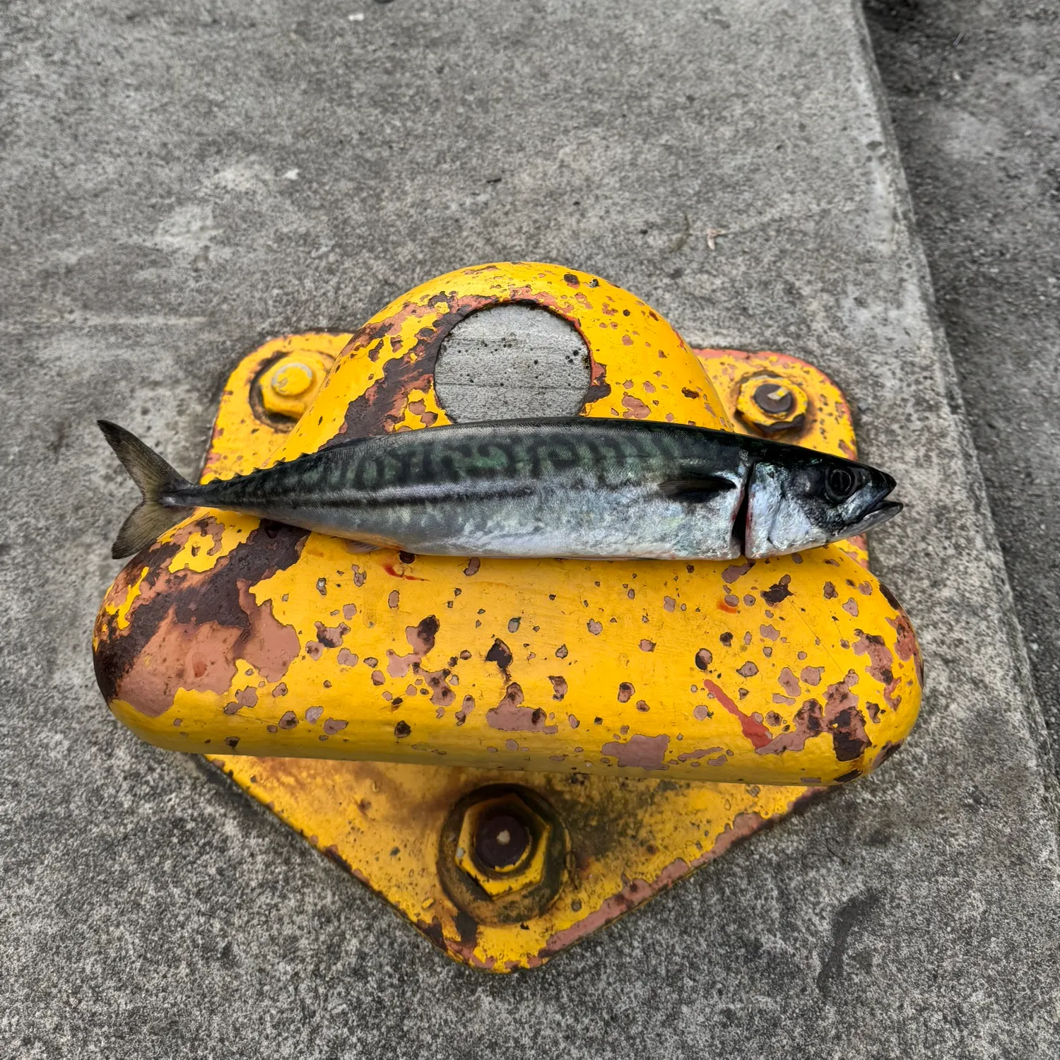 Atlantic mackerel caught on Fishbrain