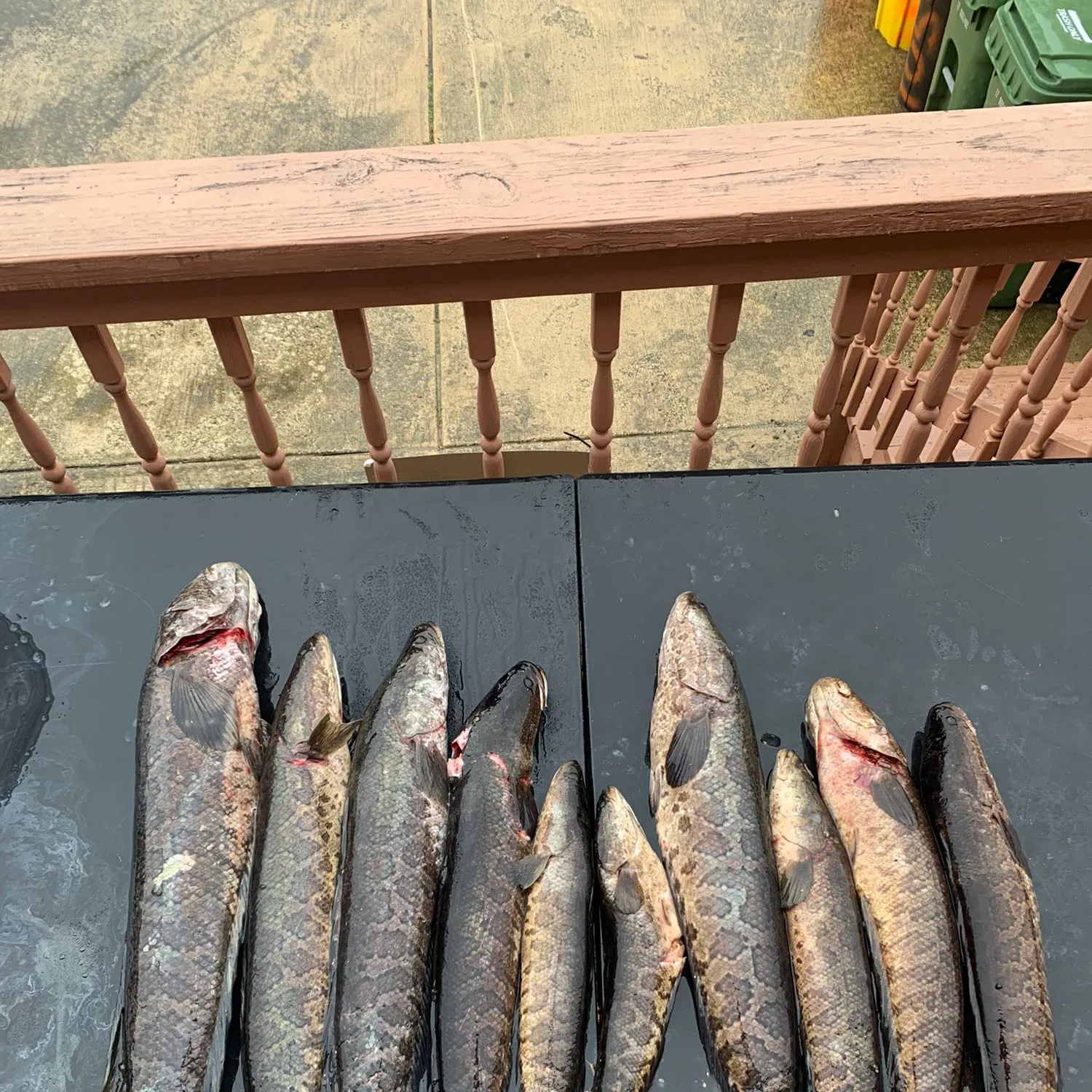 recently logged catches