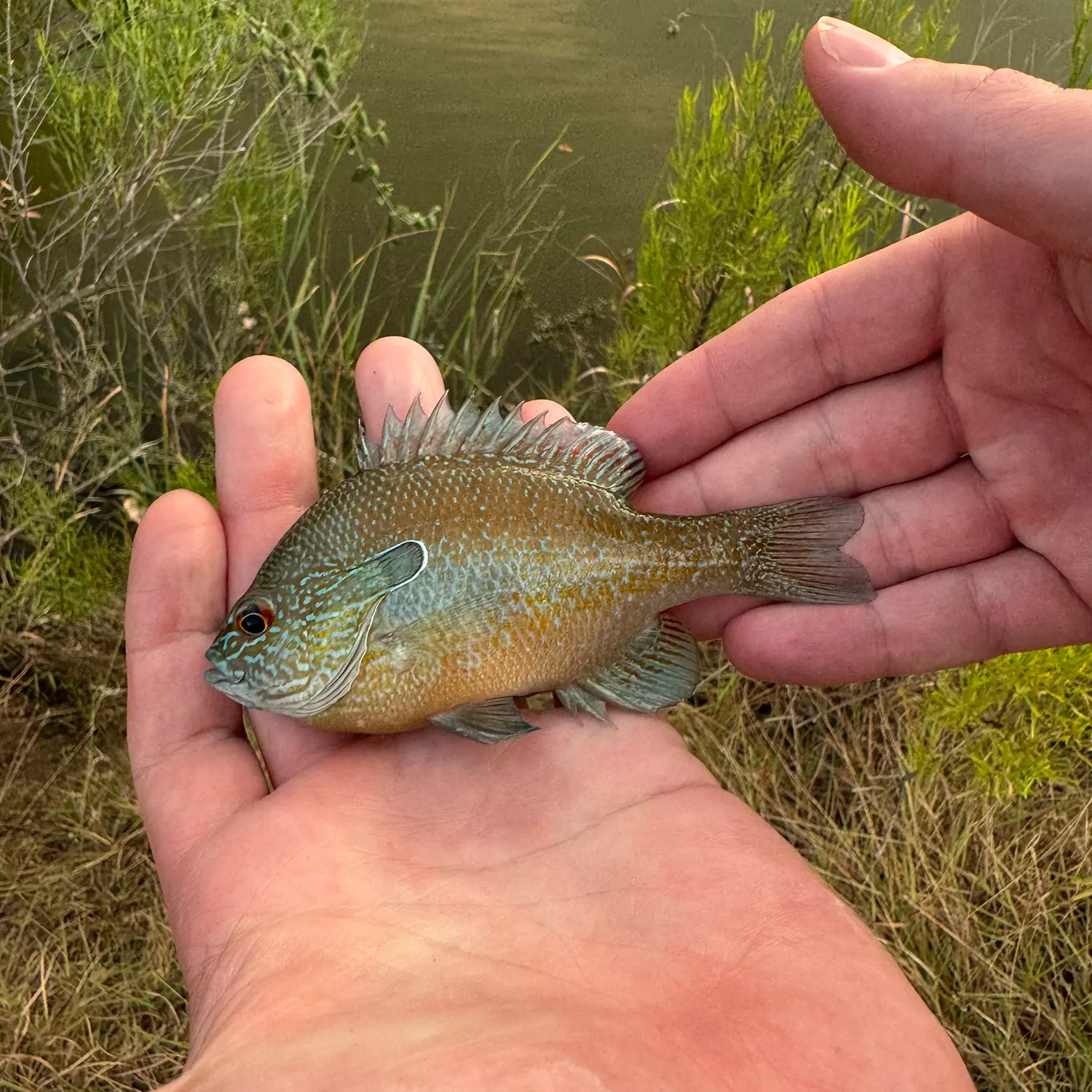 Longear sunfish caught on Fishbrain