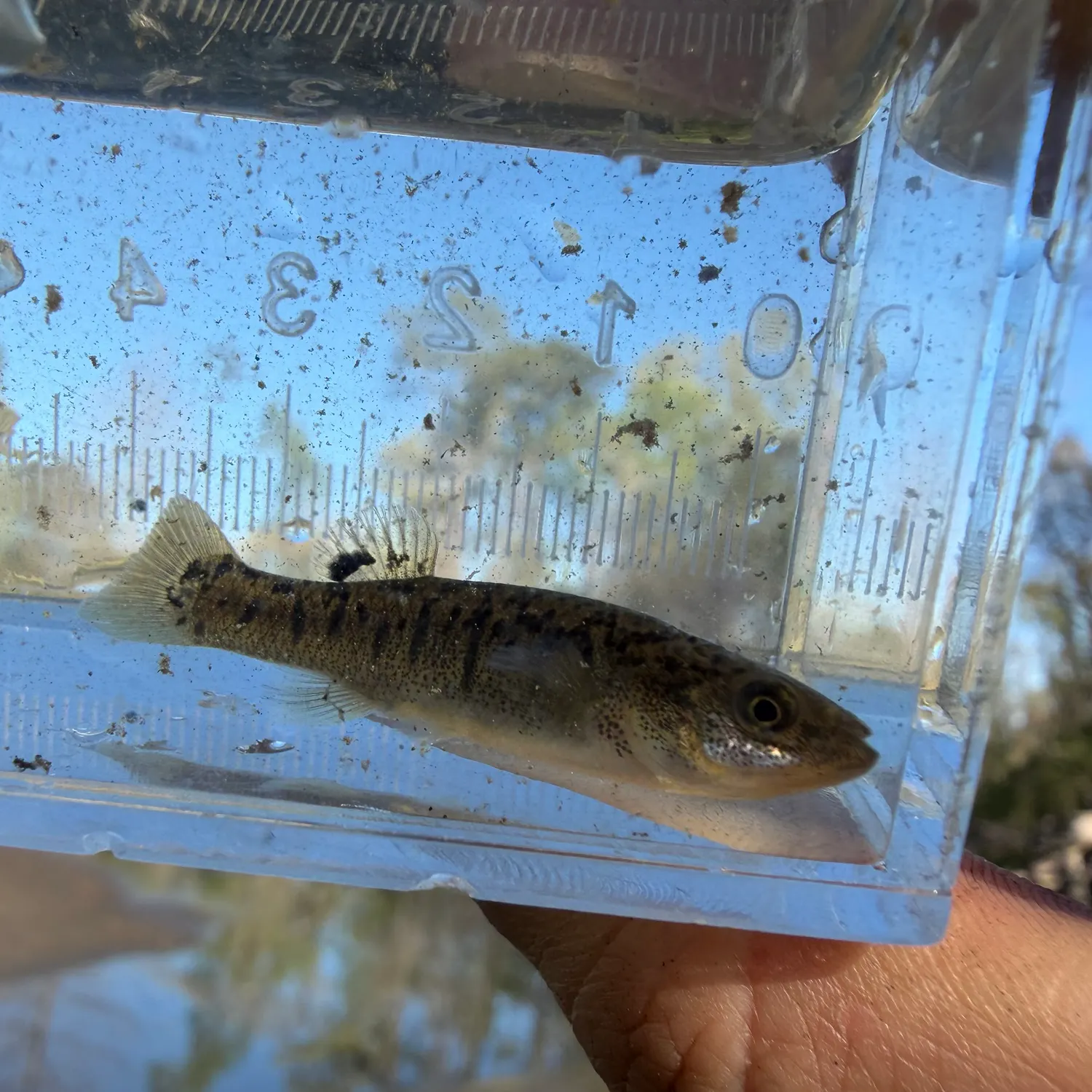 The most recent Marsh killifish catches on Fishbrain