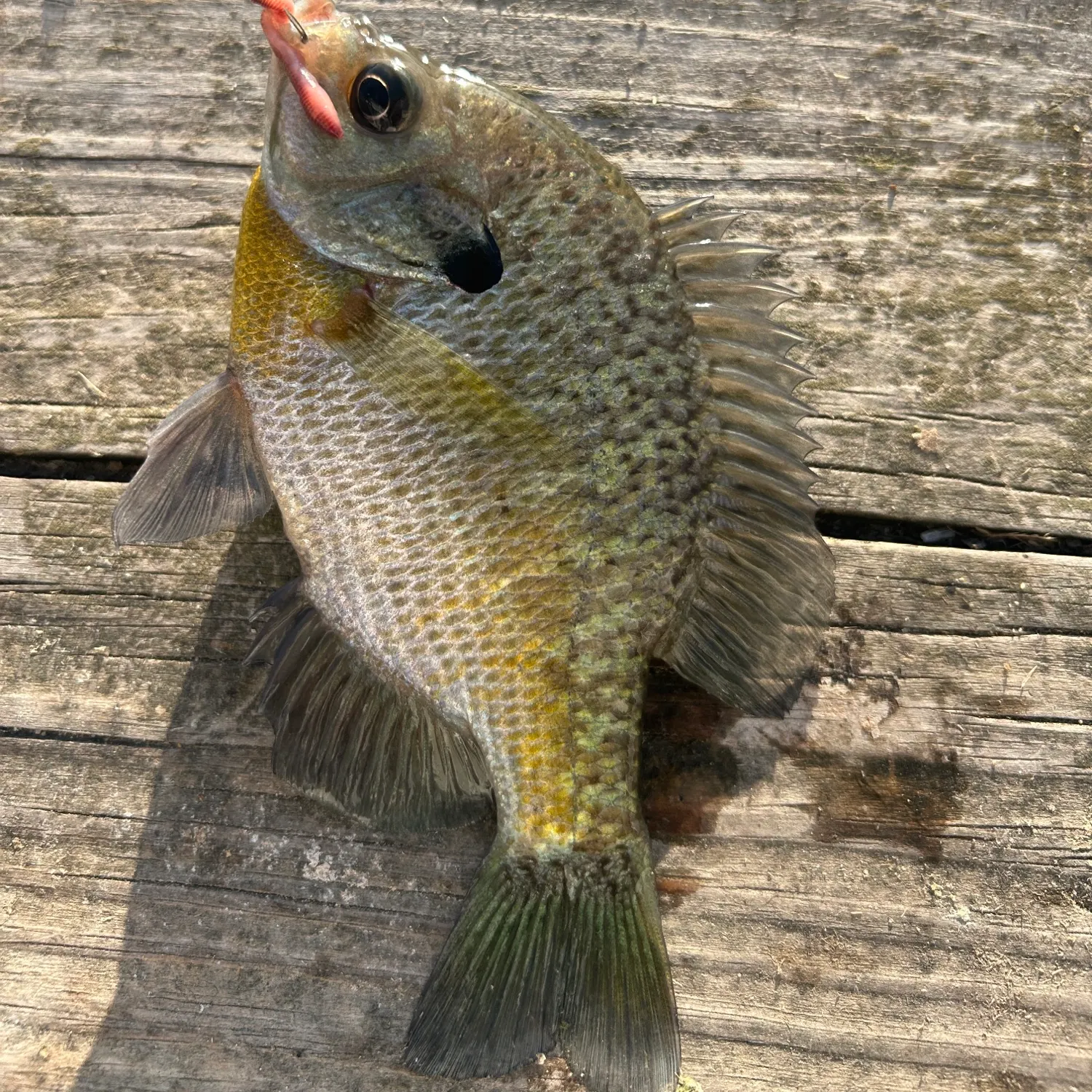 Bluegill caught on Fishbrain