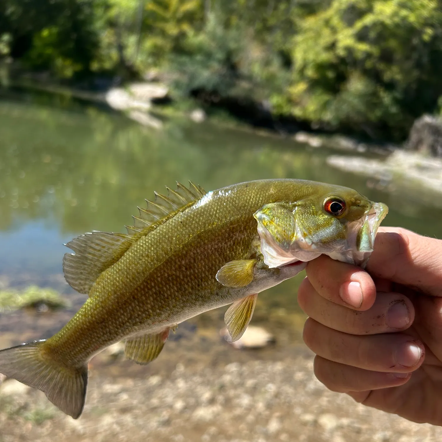 Rock bass caught on Fishbrain