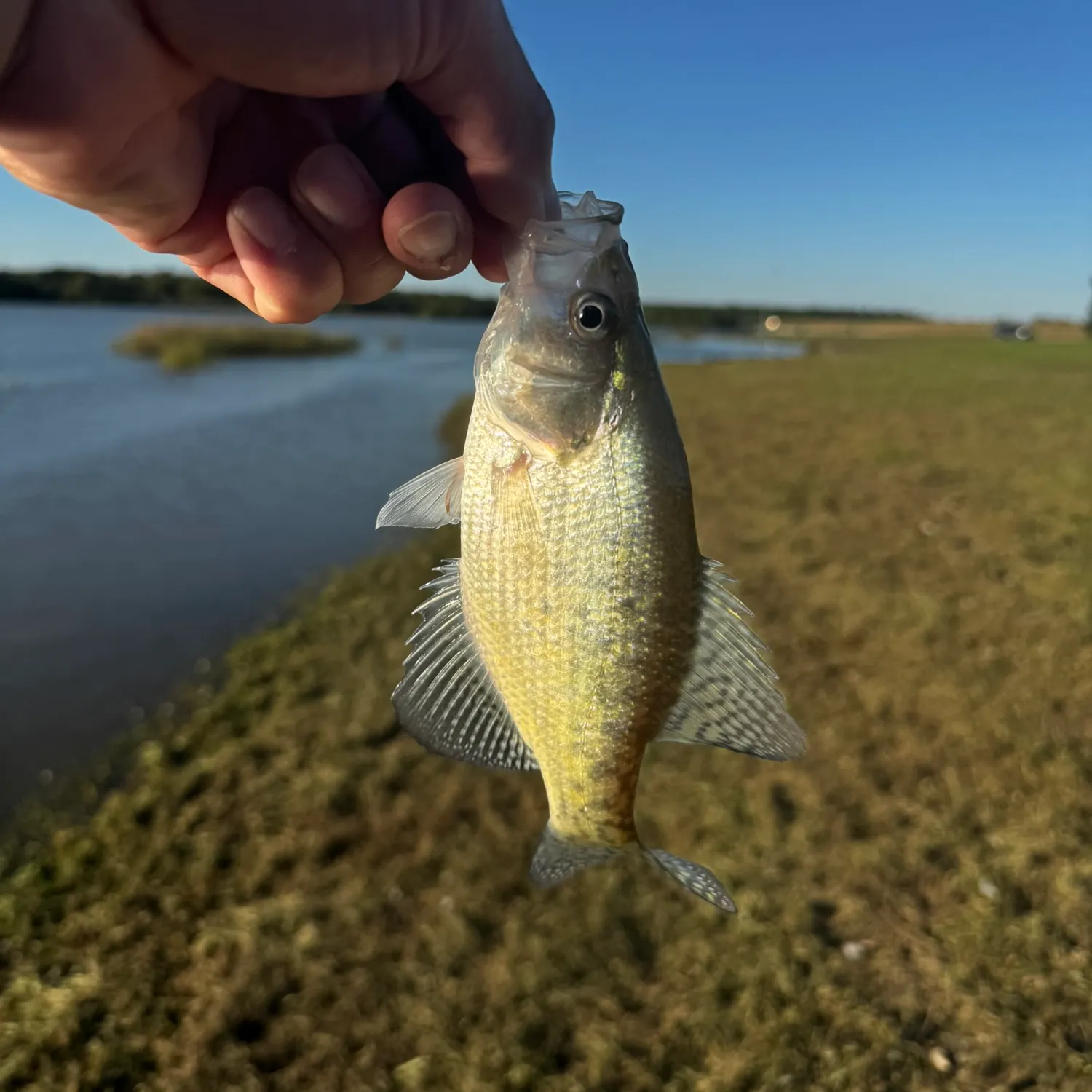 White crappie caught on Fishbrain