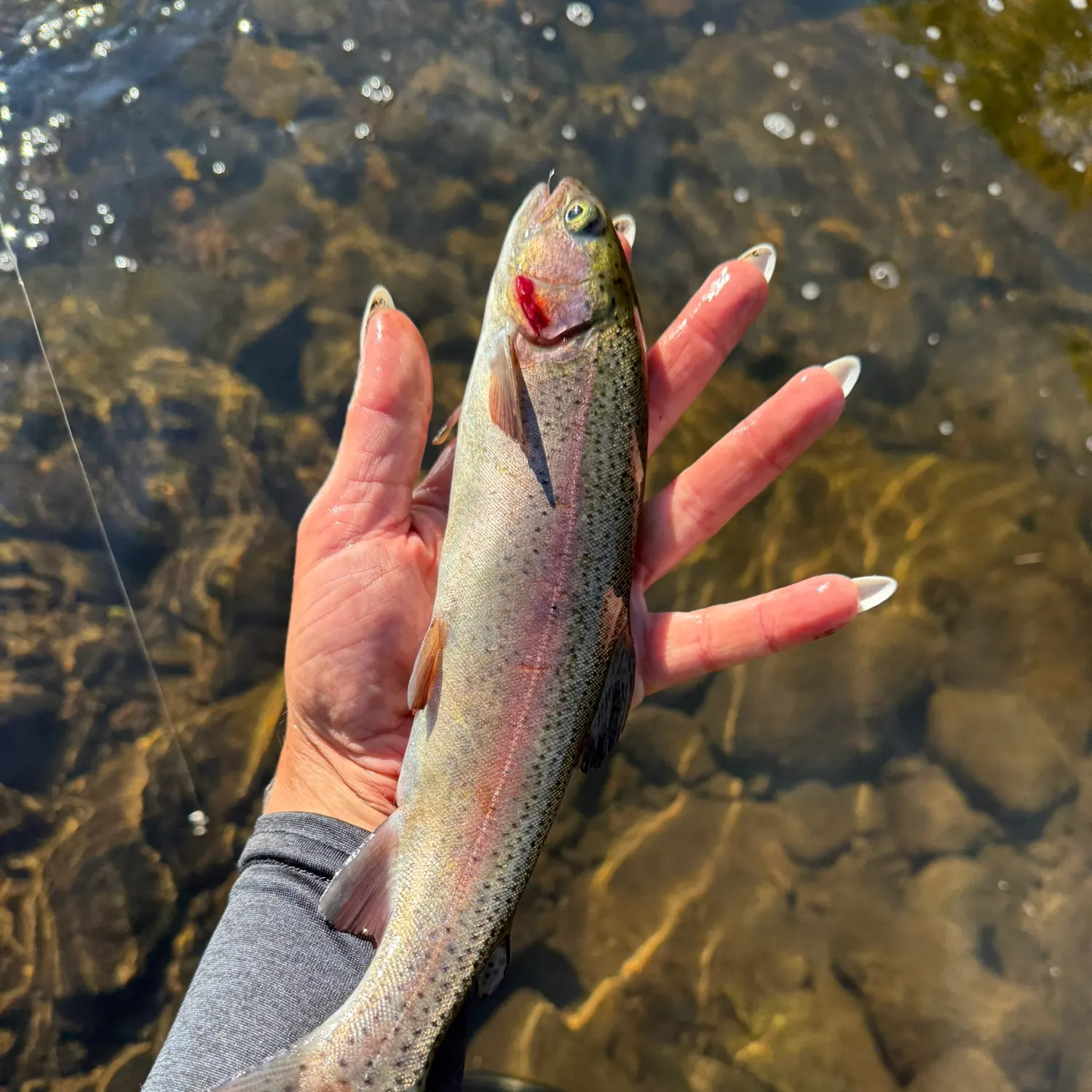 Rainbow trout caught on Fishbrain